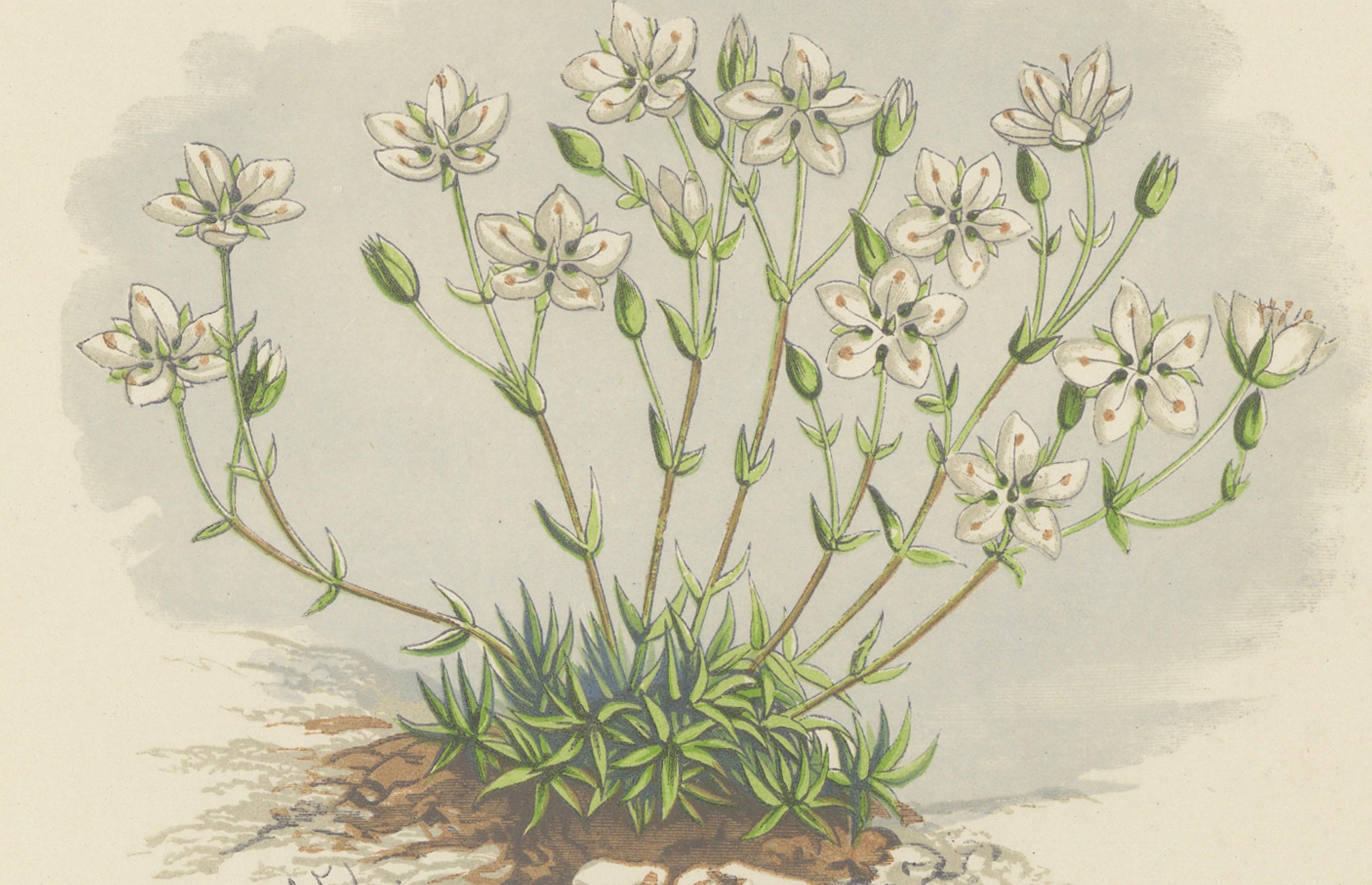 Papier Impression botanique Pyrenean Oxytrope and Spring Sandwort collectionnée à la main, 1874 en vente