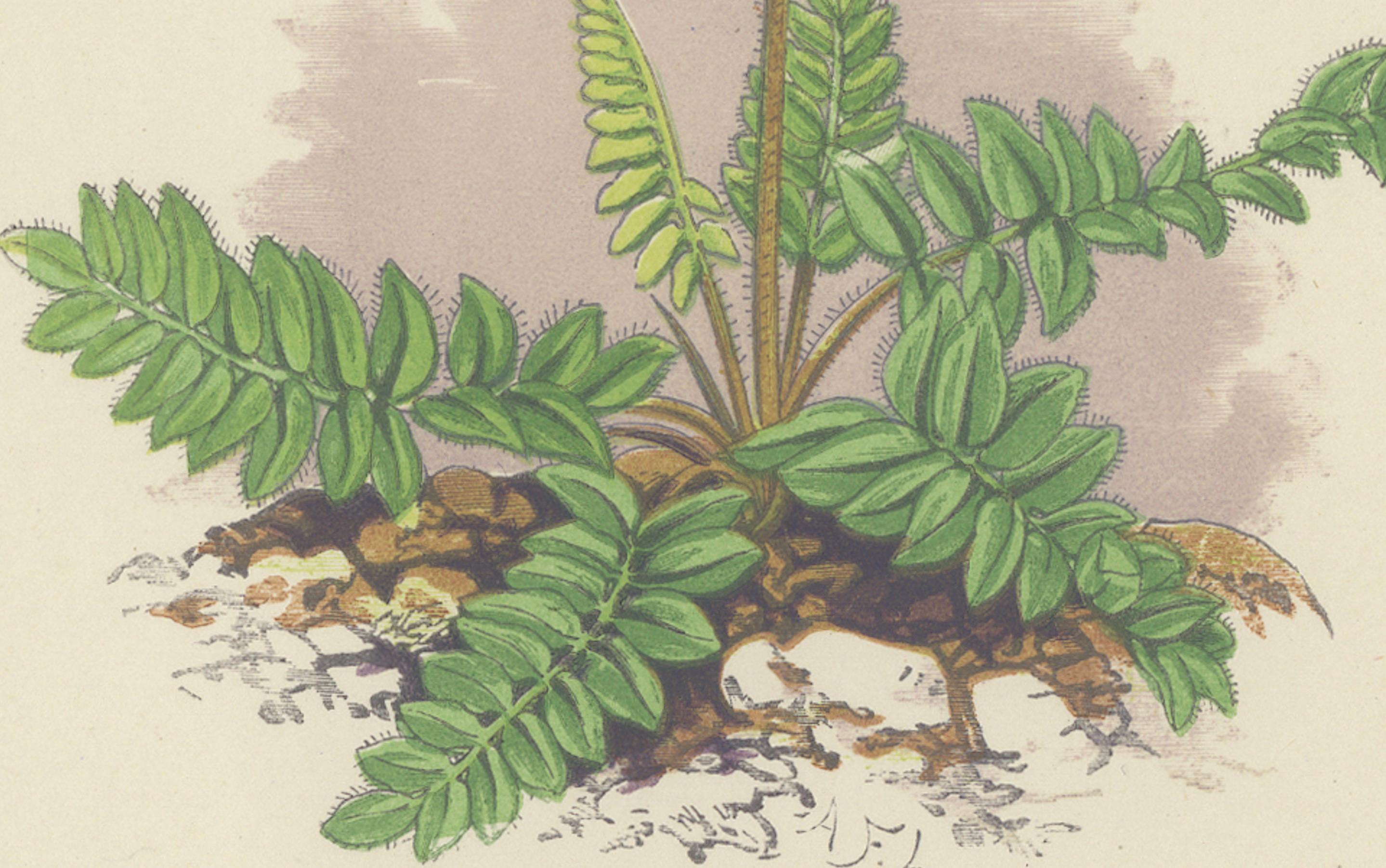 Impression botanique Pyrenean Oxytrope and Spring Sandwort collectionnée à la main, 1874 en vente 1
