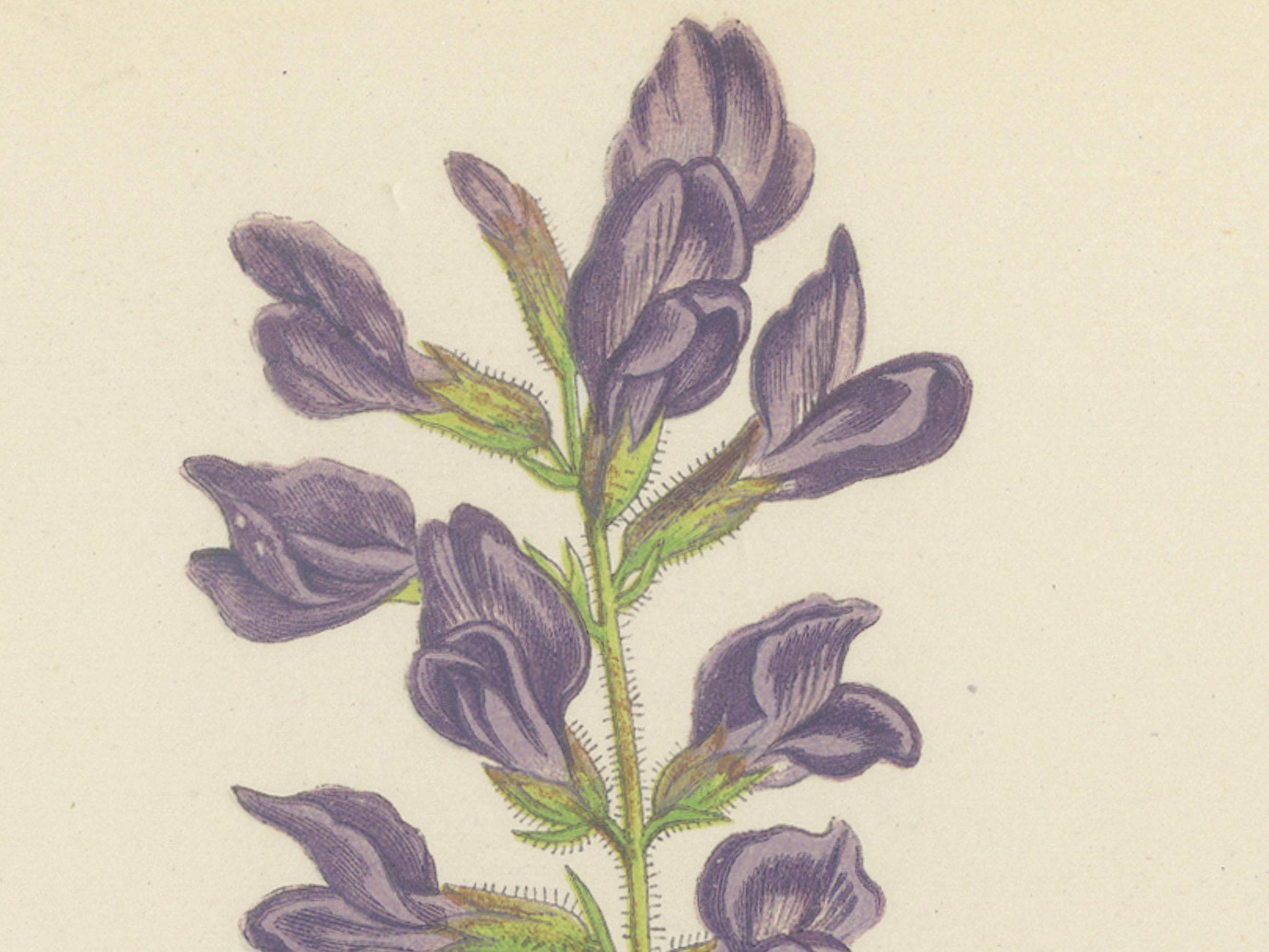 Impression botanique Pyrenean Oxytrope and Spring Sandwort collectionnée à la main, 1874 en vente 2