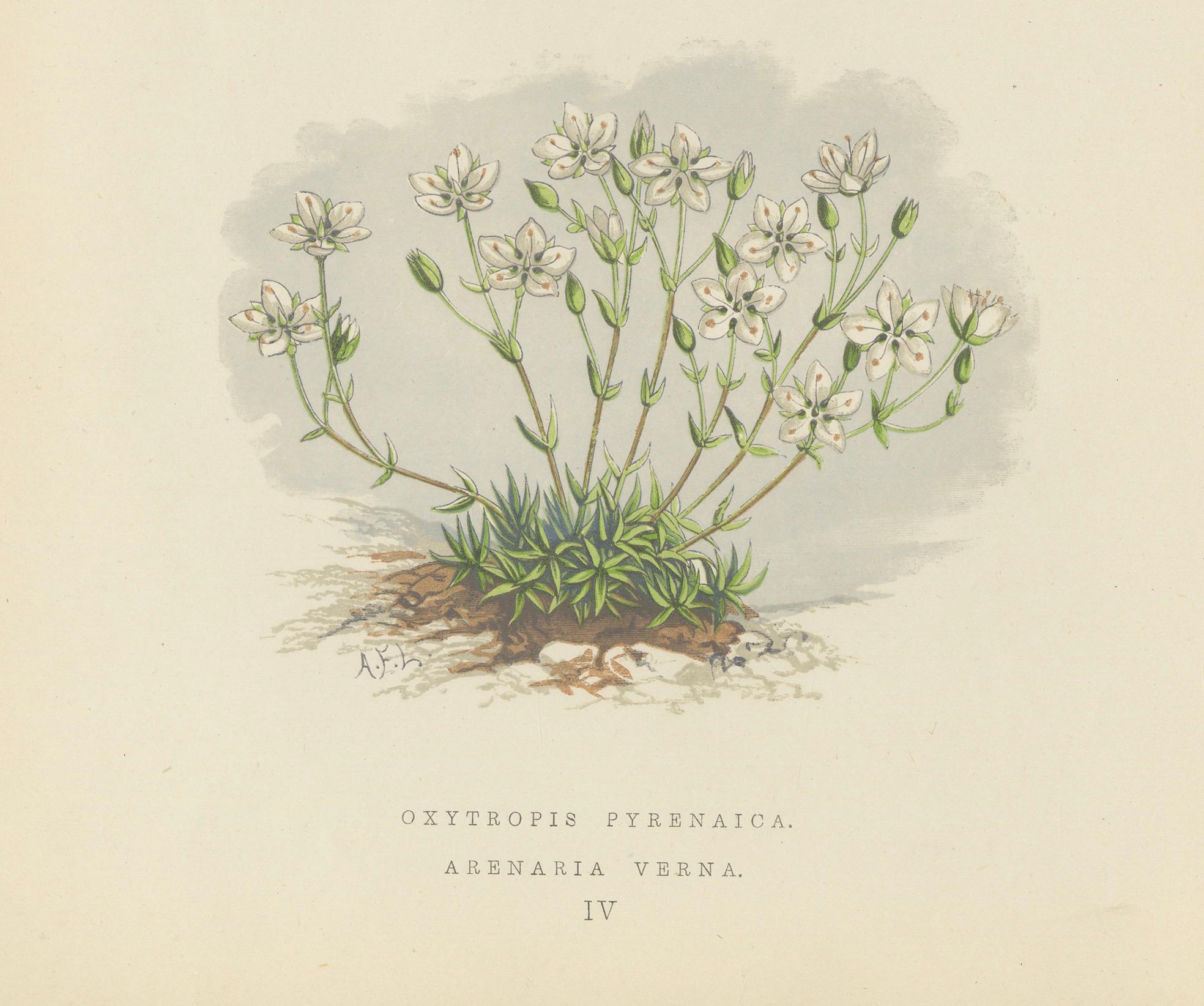 Impression botanique Pyrenean Oxytrope and Spring Sandwort collectionnée à la main, 1874 en vente 3