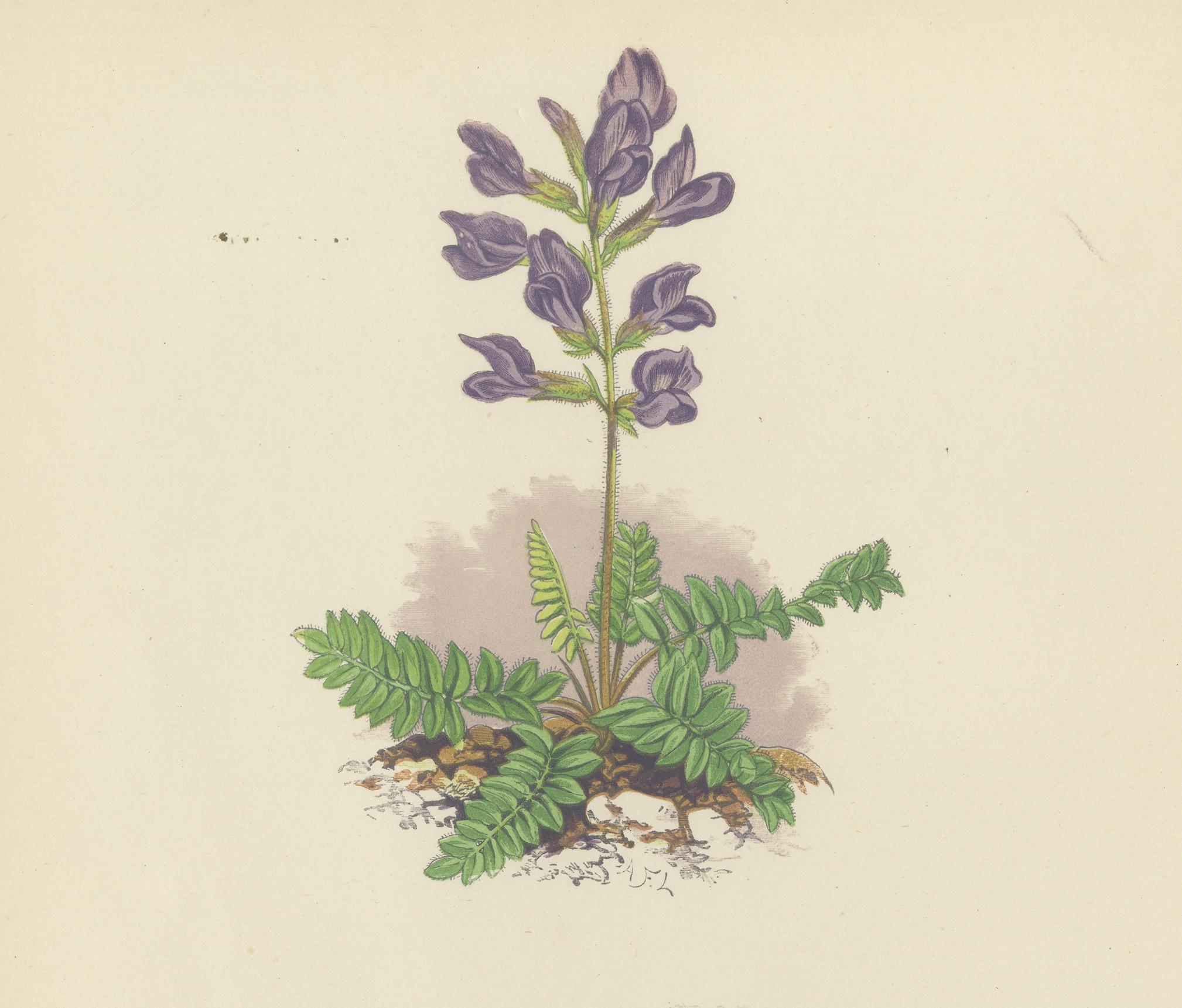 Impression botanique Pyrenean Oxytrope and Spring Sandwort collectionnée à la main, 1874 en vente 4