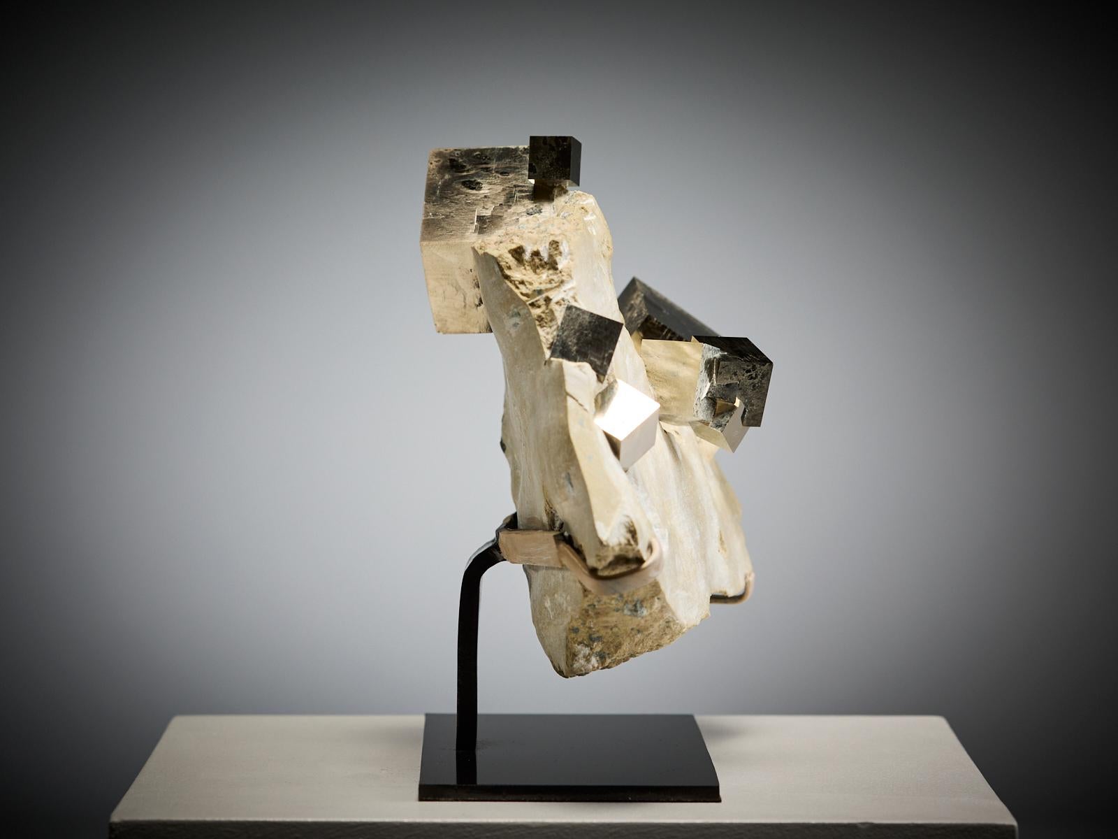 A spectacular specimen featuring brilliant golden pyrite cubes perfectly embedded in a natural limestone matrix. The mirror-like faces and sharp geometry of the crystals create a striking contrast against the soft, neutral tones of the host
