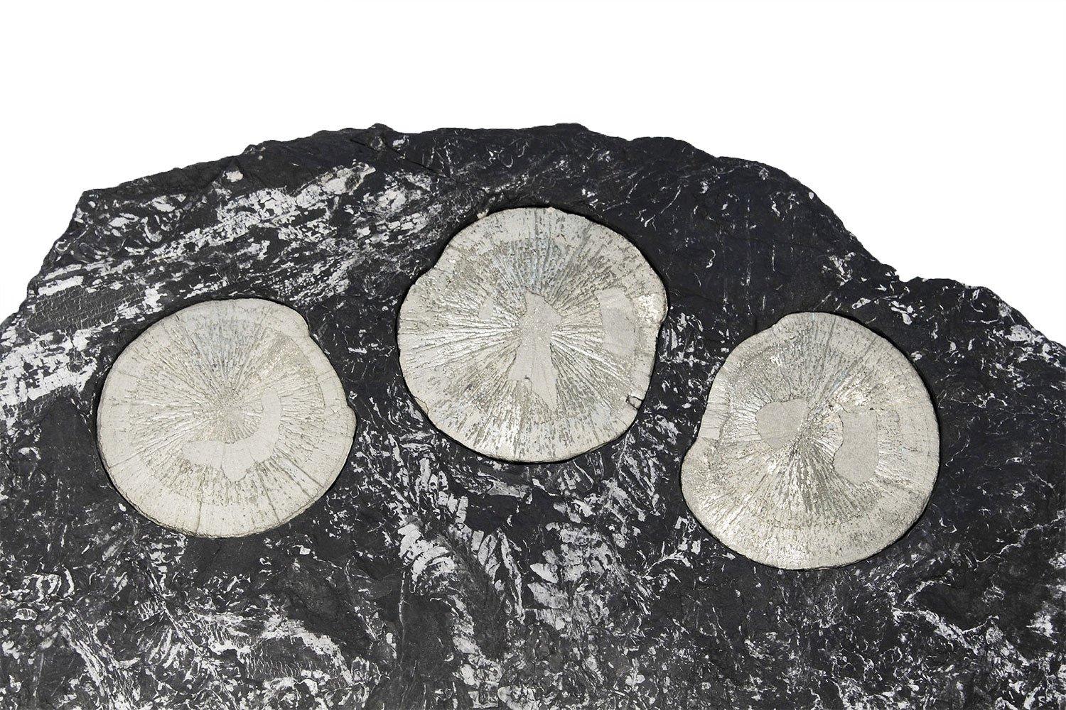 Organic Modern Pyrite Suns with White Fossil Ferns in a Black Slate Matrix