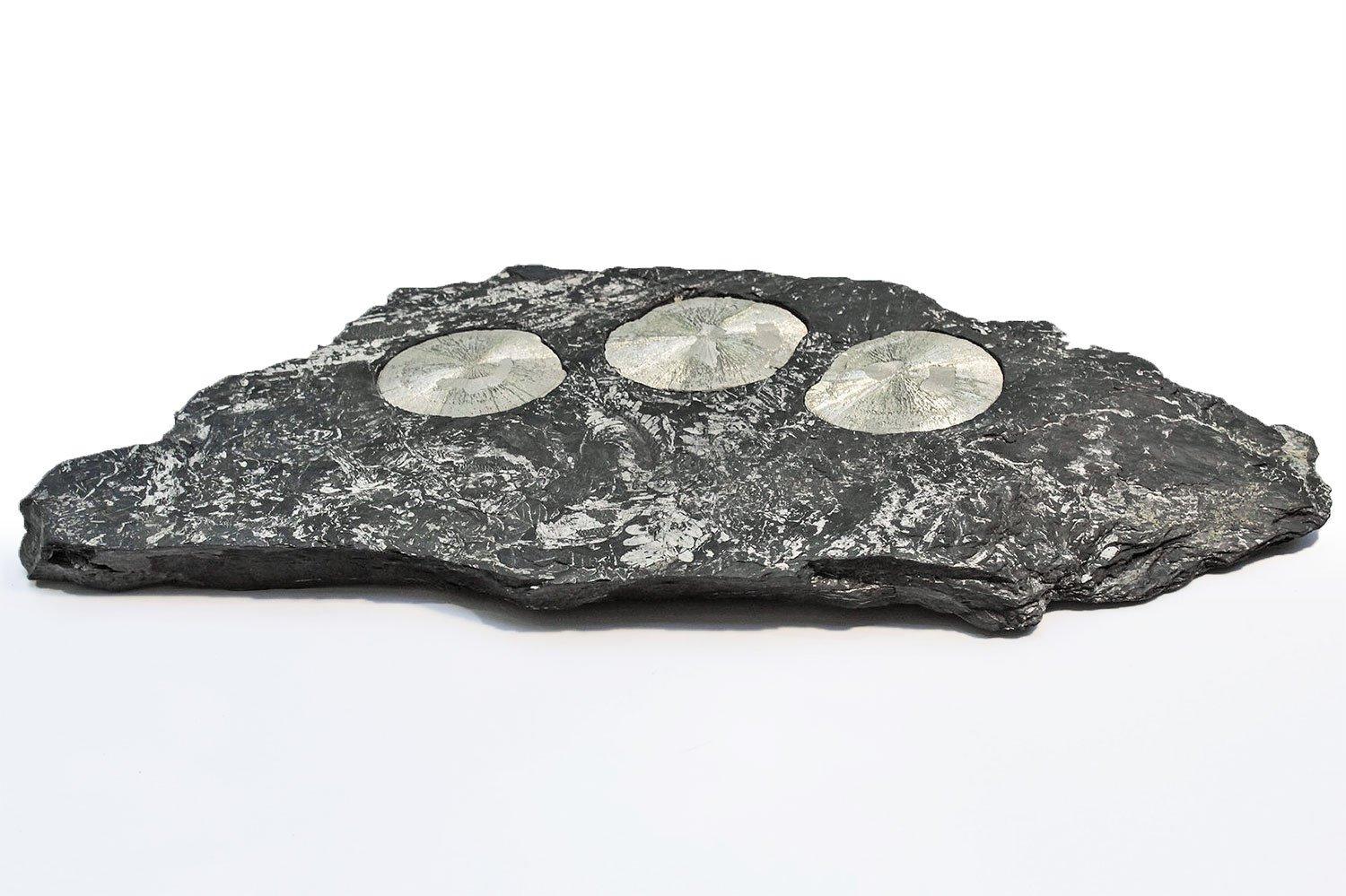 Pyrite Suns with White Fossil Ferns in a Black Slate Matrix In Good Condition In Dublin, Dalkey