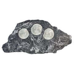 Antique Pyrite Suns with White Fossil Ferns in a Black Slate Matrix