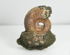 Pyritized ammonite fossil