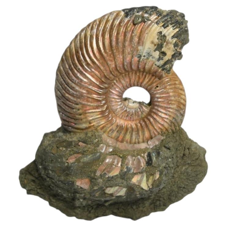 Pyritized ammonite fossil For Sale