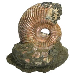 Pyritized ammonite fossil