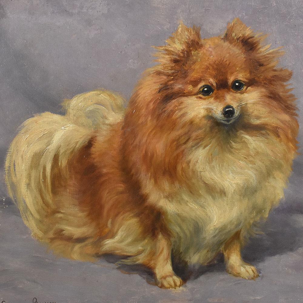 Art Nouveau Quadri Antichi, Ritratto di Cane, Razza Pomerania o Spitz Tedesco Nano, XX. in vendita