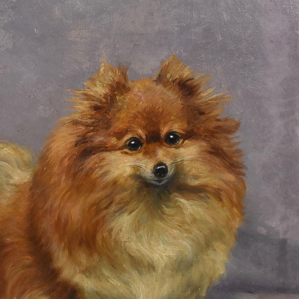 French Quadri Antichi, Ritratto di Cane, Razza Pomerania o Spitz Tedesco Nano, XX. in vendita