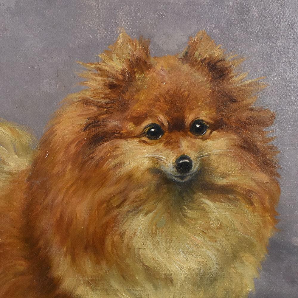 A olio Quadri Antichi, Ritratto di Cane, Razza Pomerania o Spitz Tedesco Nano, XX. in vendita