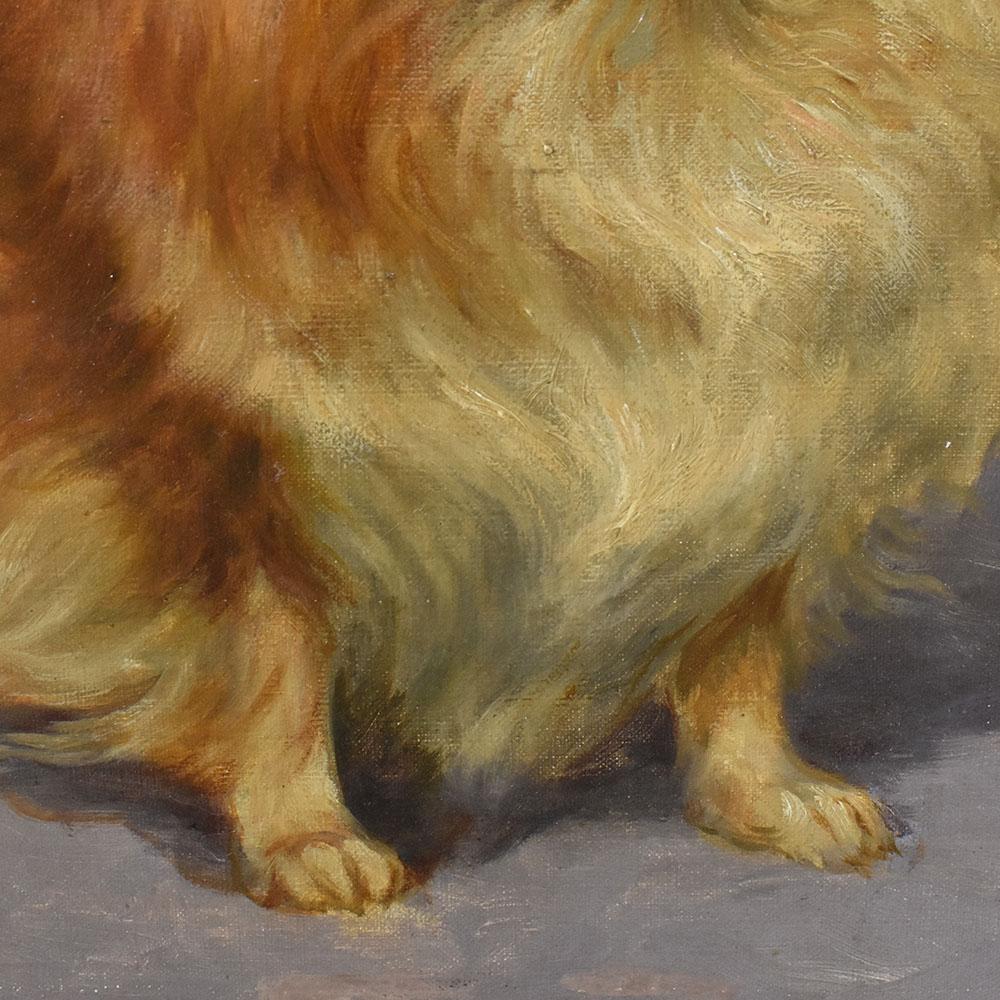 Quadri Antichi, Ritratto di Cane, Razza Pomerania o Spitz Tedesco Nano, XX. In condizioni buone in vendita a Breganze, VI