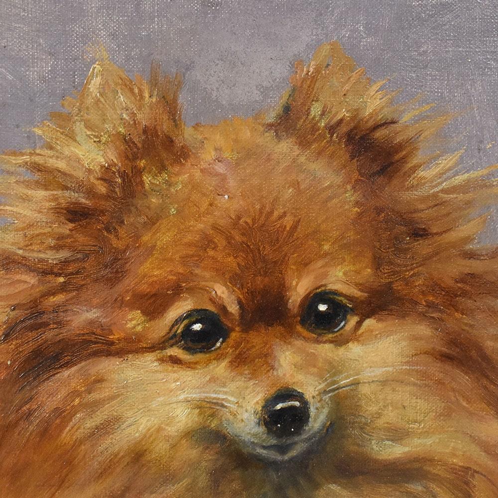 20th Century Quadri Antichi, Ritratto di Cane, Razza Pomerania o Spitz Tedesco Nano, XX. in vendita