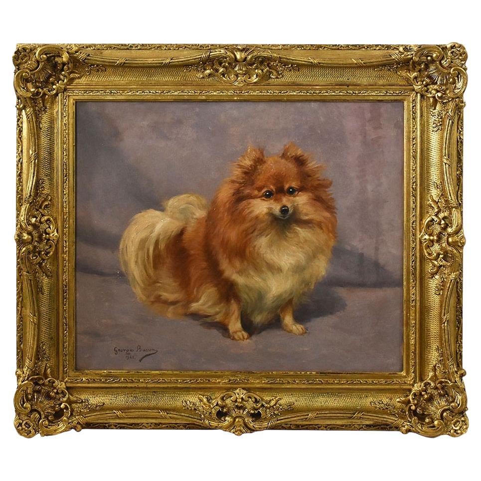 Quadri Antichi, Ritratto di Cane, Razza Pomerania o Spitz Tedesco Nano, XX. in vendita