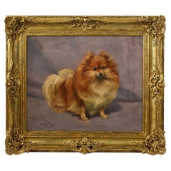 Tableaux de maîtres anciens, Portrait d'un chien, race poméranienne ou spitz allemand nain, XX.