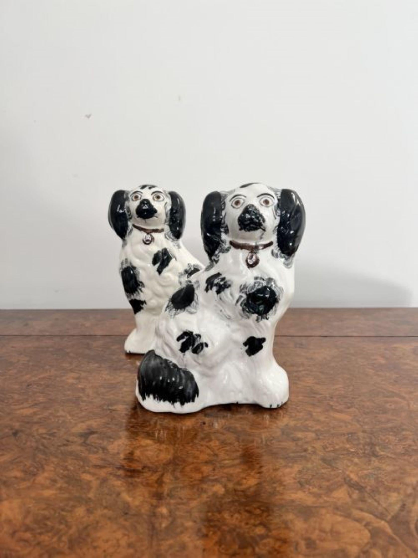 Quality pair of antique Victorian miniature Staffordshire dogs having a quality pair of antique Victorian Staffordshire dogs with matching black and white coats with brown collars. 