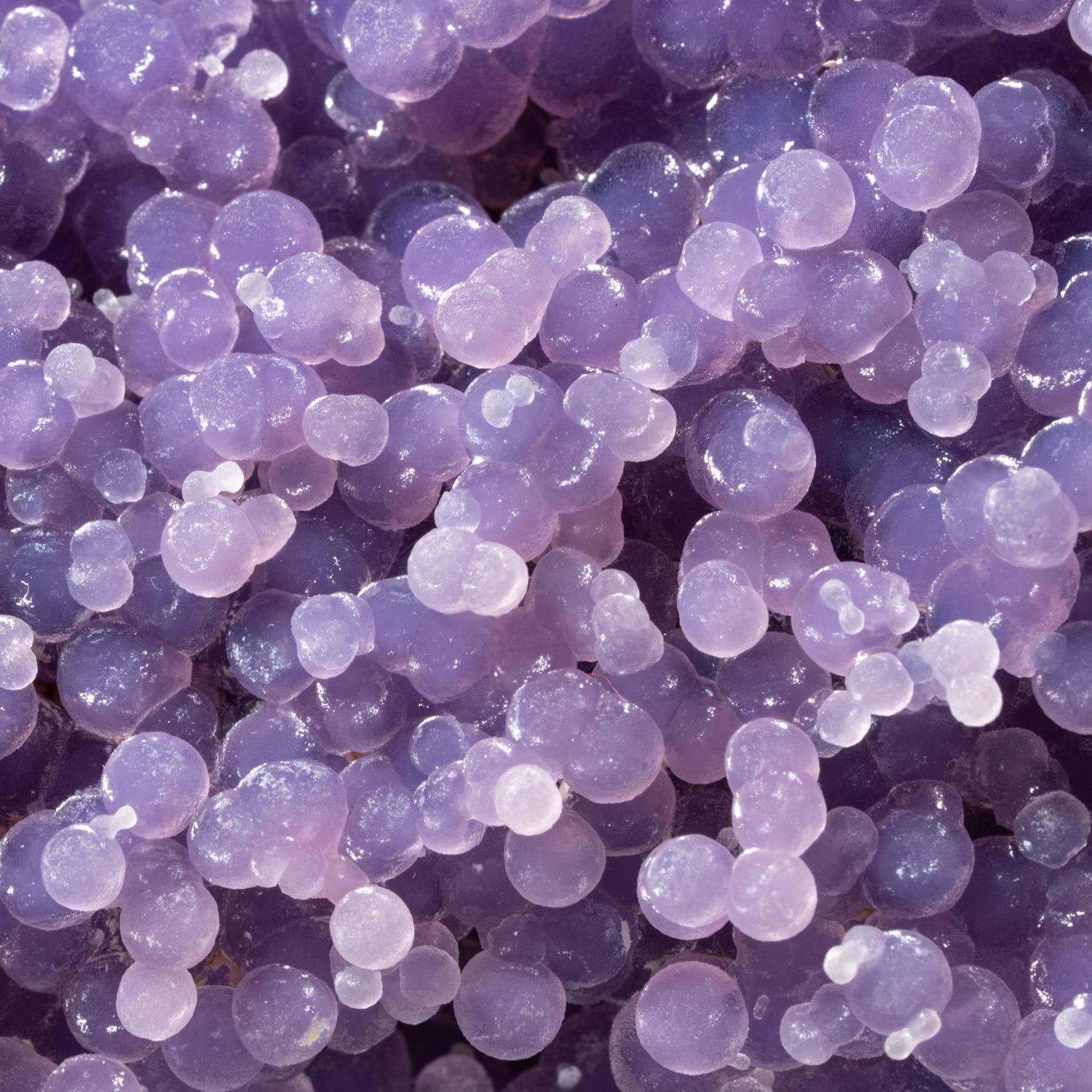 From near Pantai Manakarra, Mamuju, Sulawesi, Indonesia

Double-sided cluster of translucent grape purple quartz agate in spherical formations with a radial internal structure and are found in cavities in pillow basalt. Also known as Grape