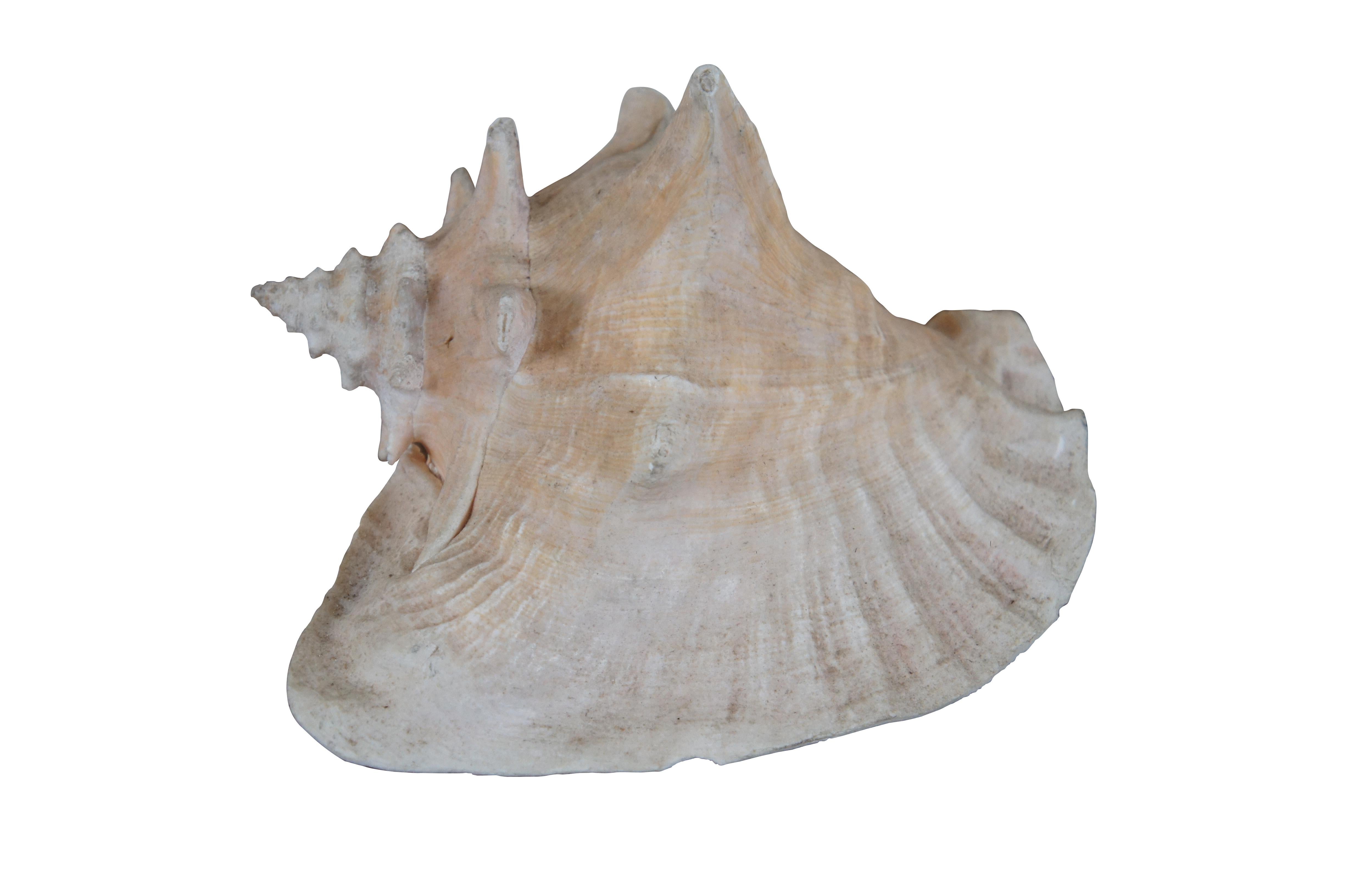 Seltene markierte Mitte des Jahrhunderts natürliche Königin Conch Meeresmuschel (Aliger gigas) Souvenir aus Marine Arena Johns Pass Florida. Weiß mit einem leichten Hauch von Korallenrosa.  Nautisches, maritimes und Stranddekor.

