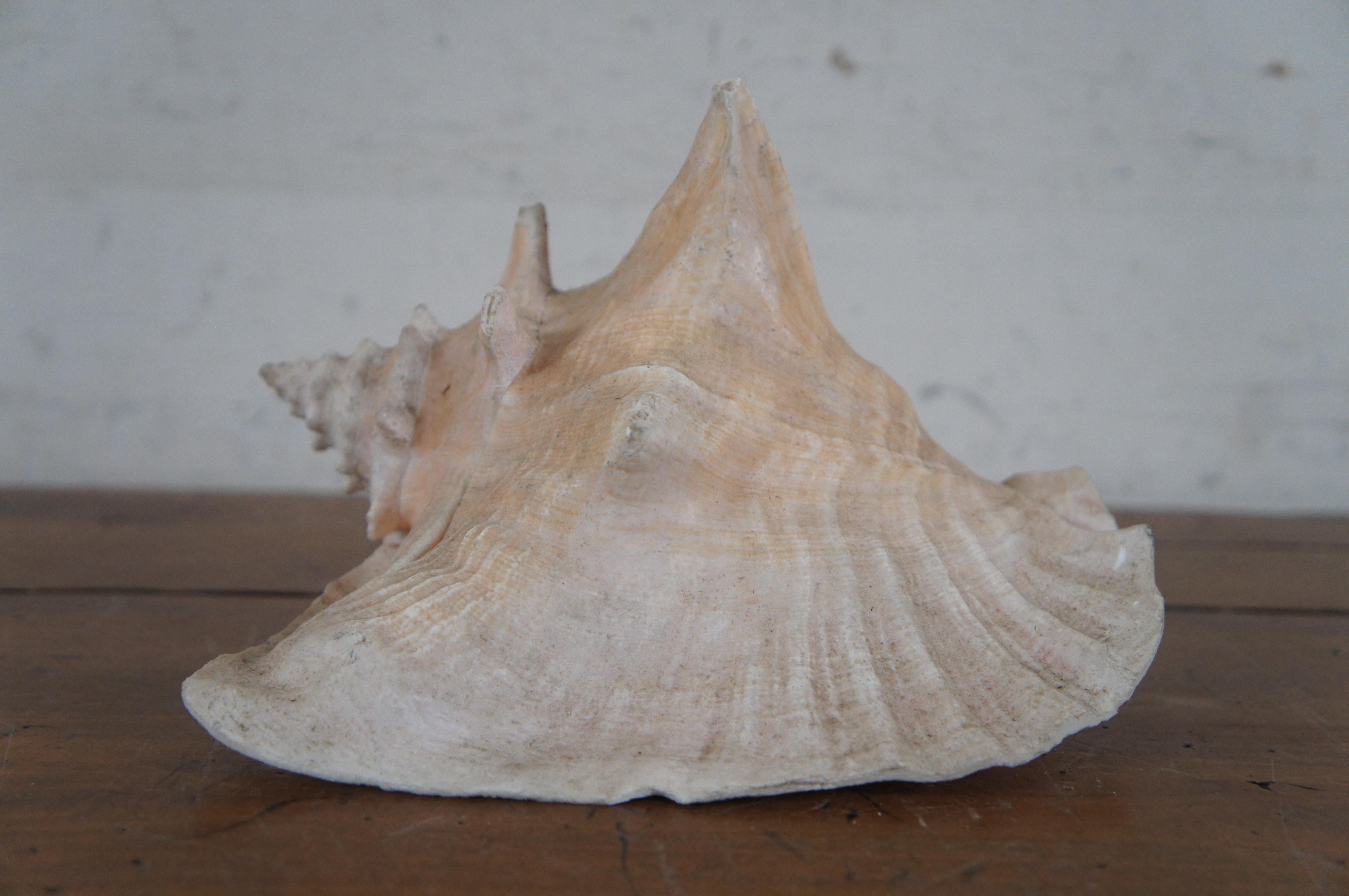 Queen Conch Shell Aliger Gigas Rare Souvenir Marine Arena Johns Pass Florida 8