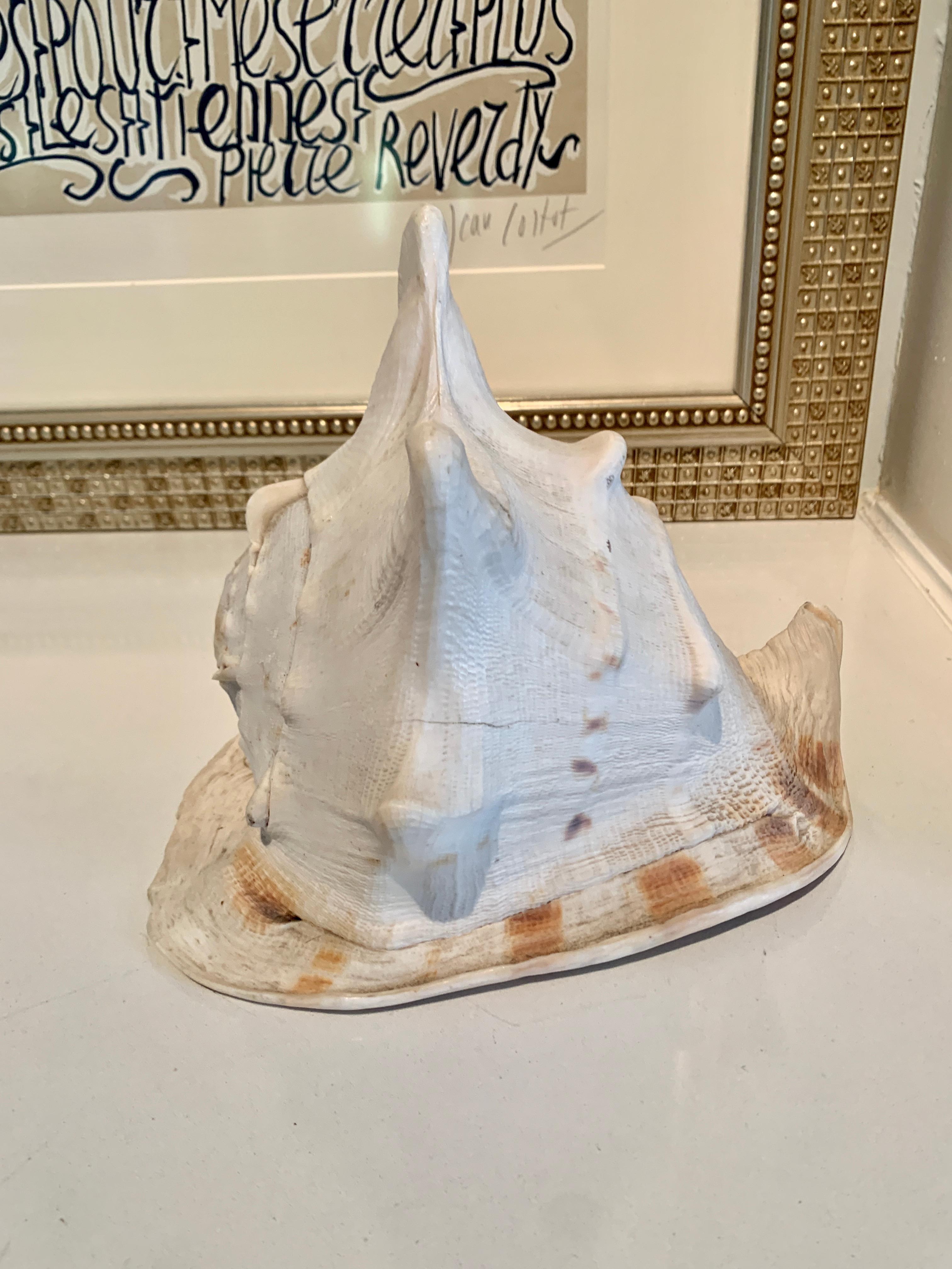 A lovely Queen Helmet Conchshell... Brilliantly colored and a statement... a compliment to many spaces and especially those with nautical or water themes.