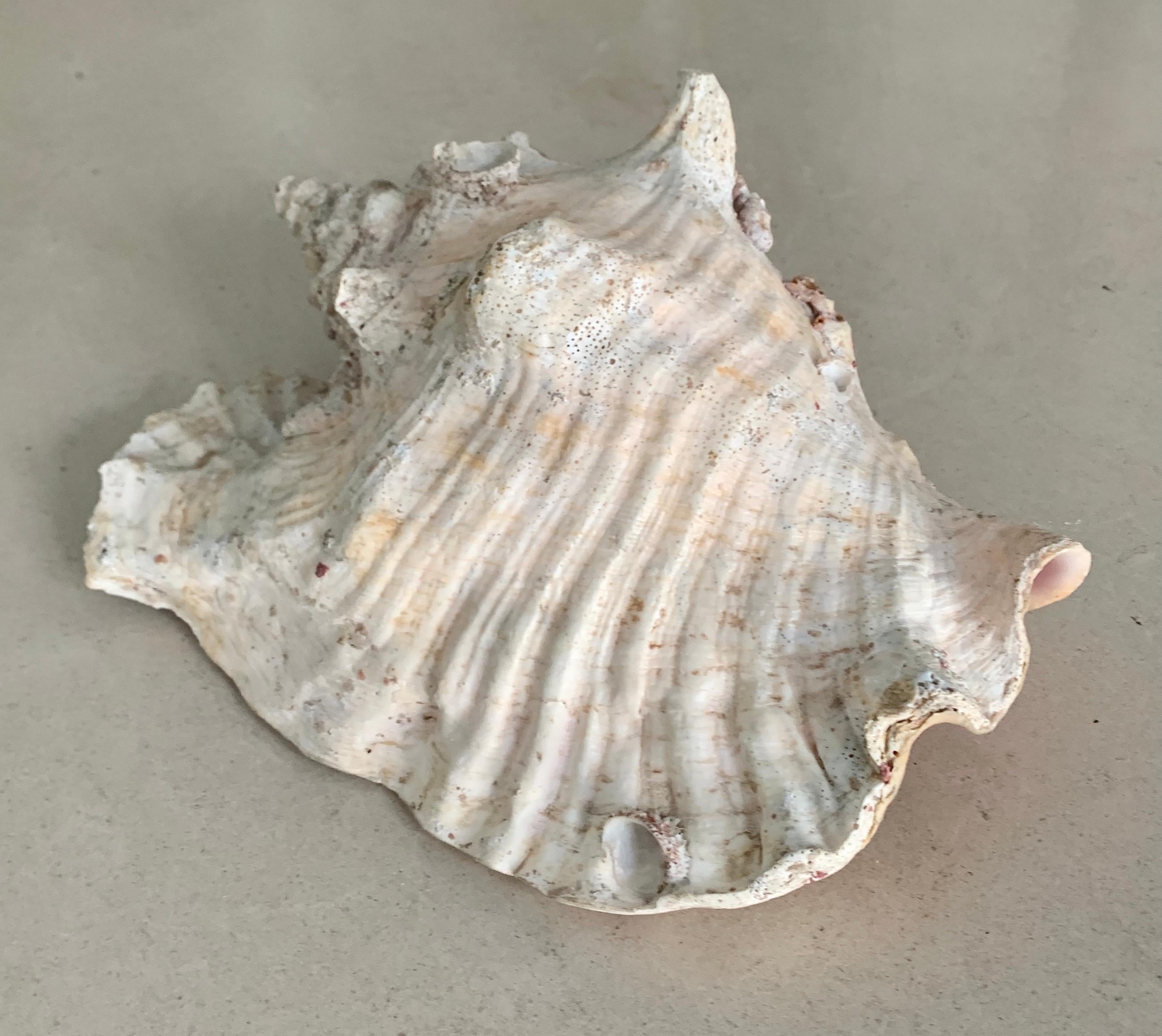 antol queen shell