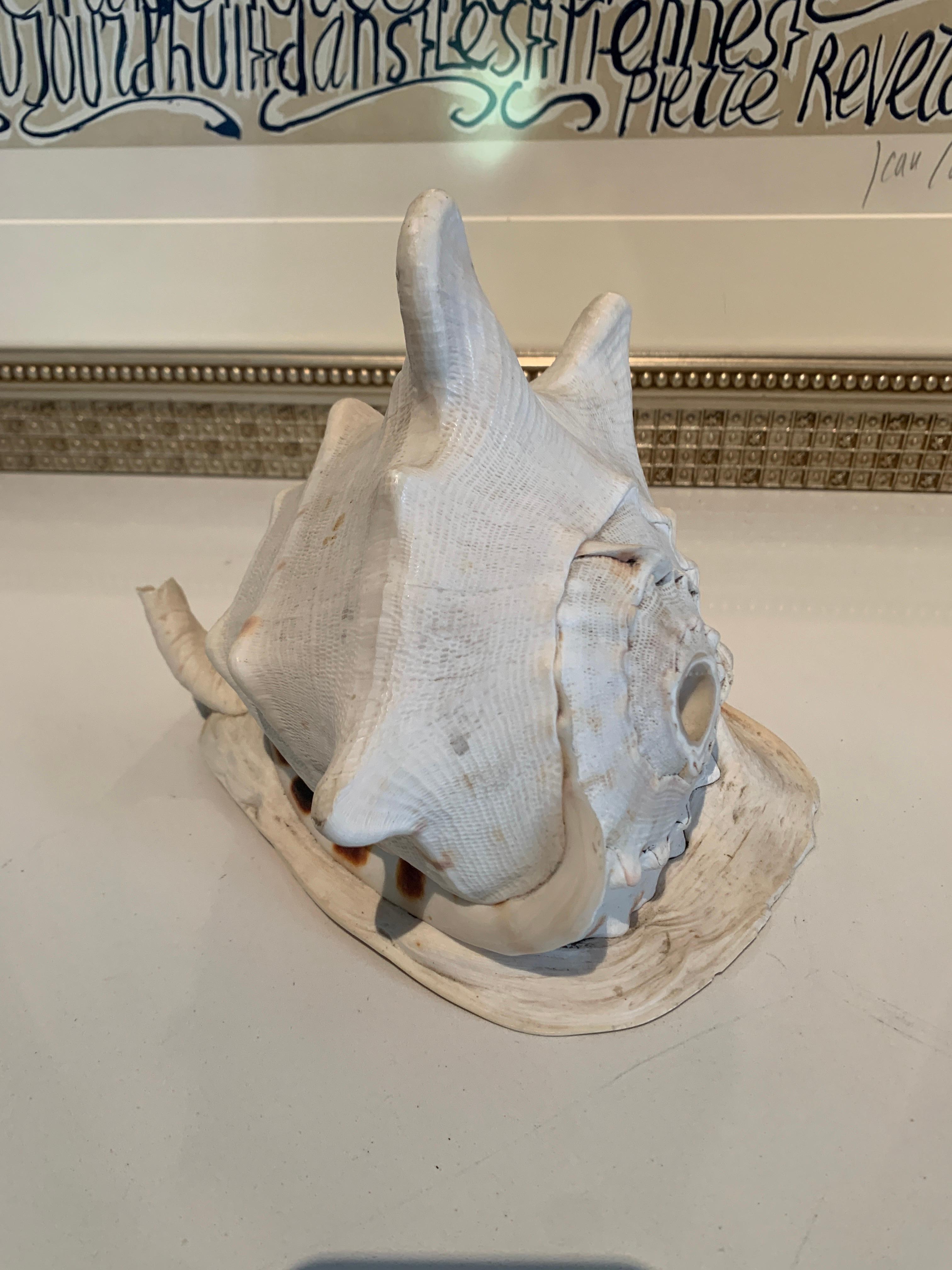 female conch shell price in world market