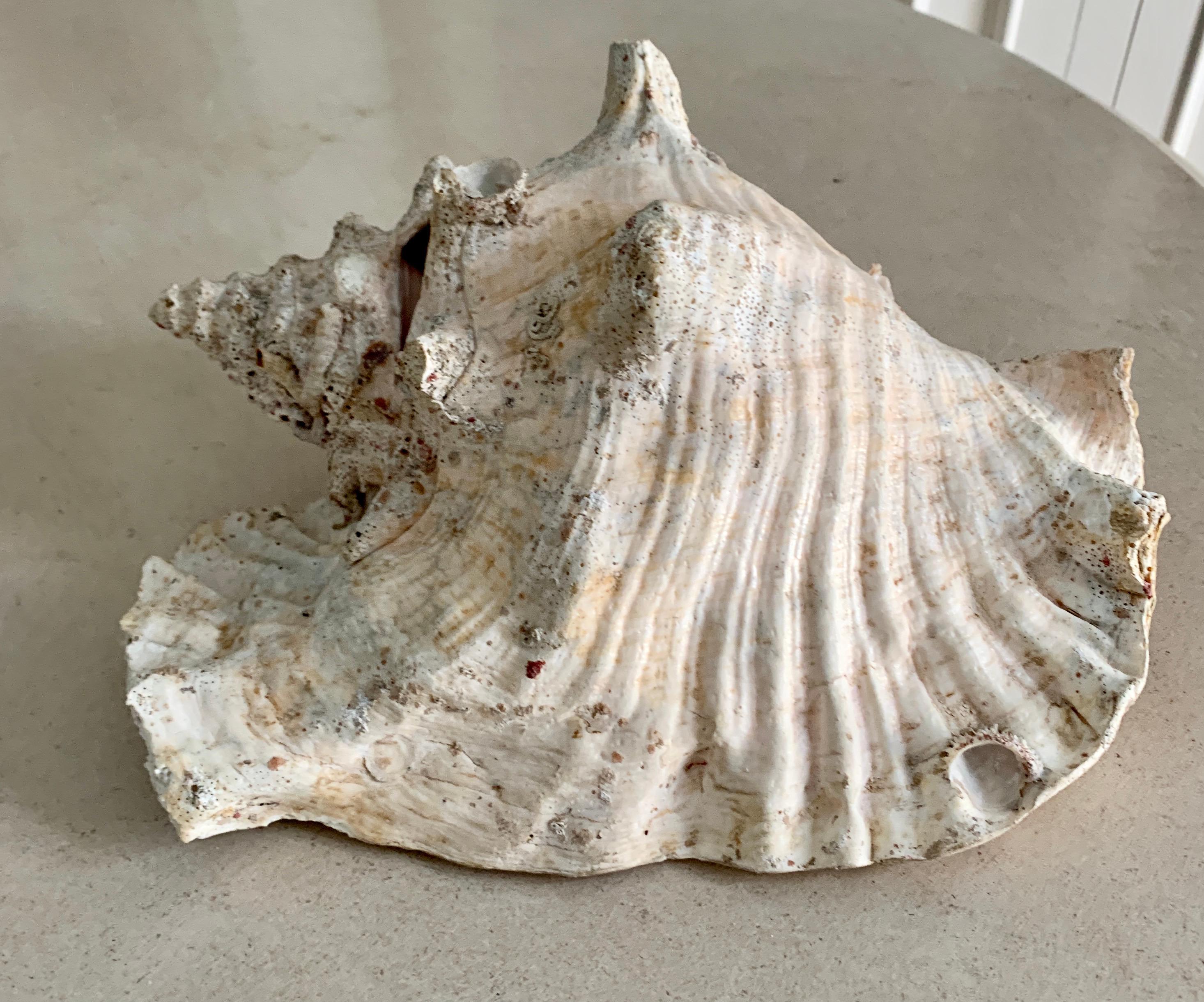 Queen Helmet Conch Shell In Good Condition In Los Angeles, CA