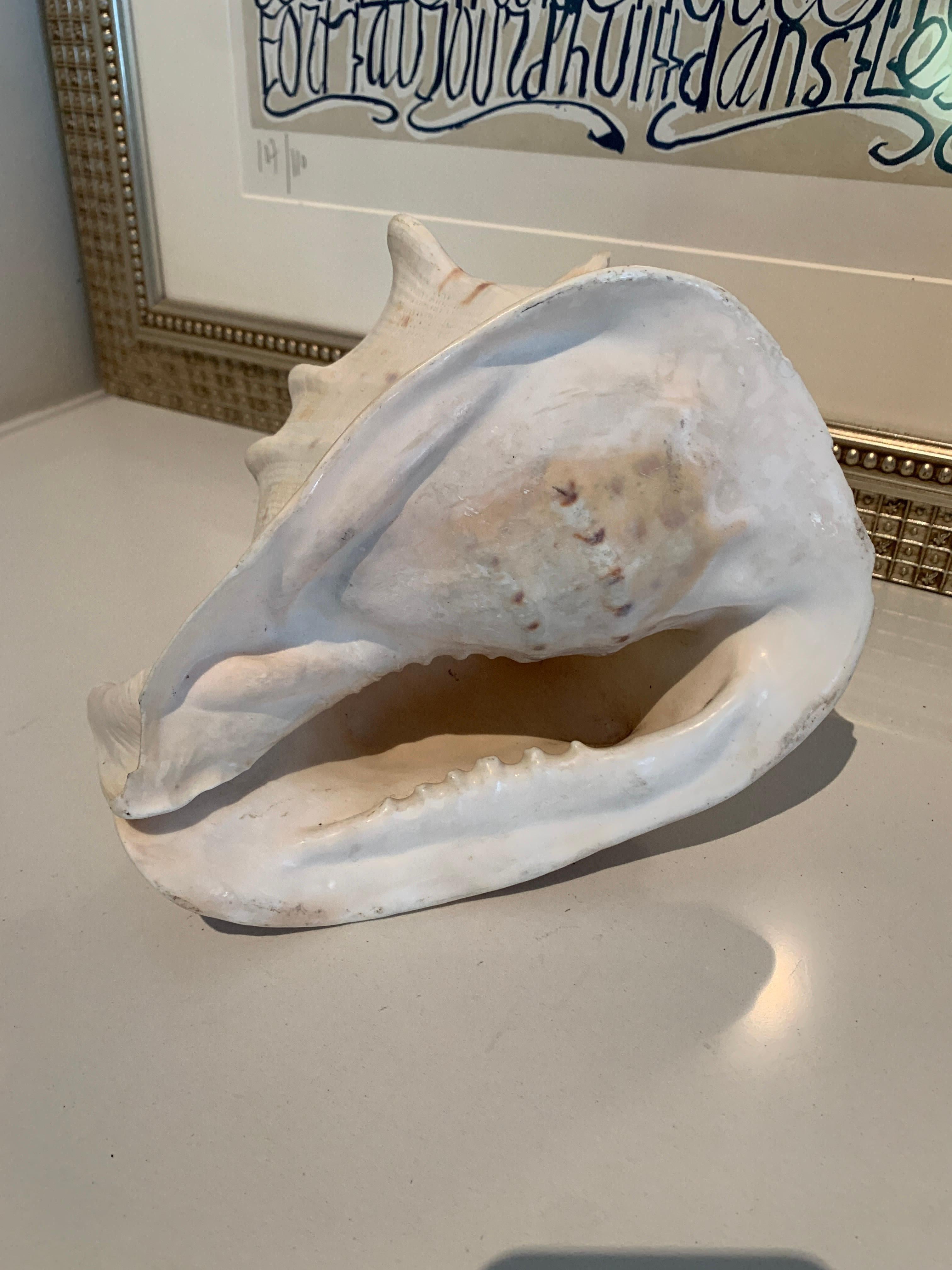 Queen Helmet Conch Shell In Good Condition In Los Angeles, CA