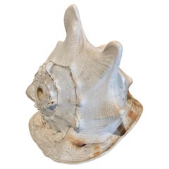 Queen Helmet Conch Shell