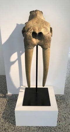 Skull of walrus - bronze