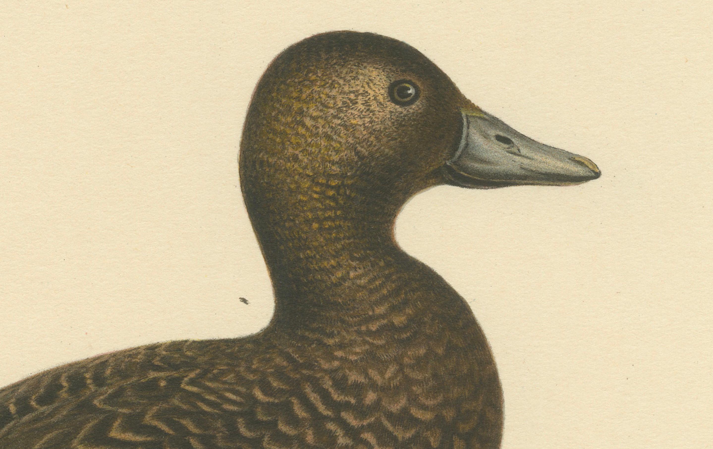 This print offers a detailed and lifelike portrayal of a female Steller's eider, scientifically known as Eniconetta stelleri. The bird is presented in a side view, allowing the viewer to observe its distinctive plumage patterns and colors. The