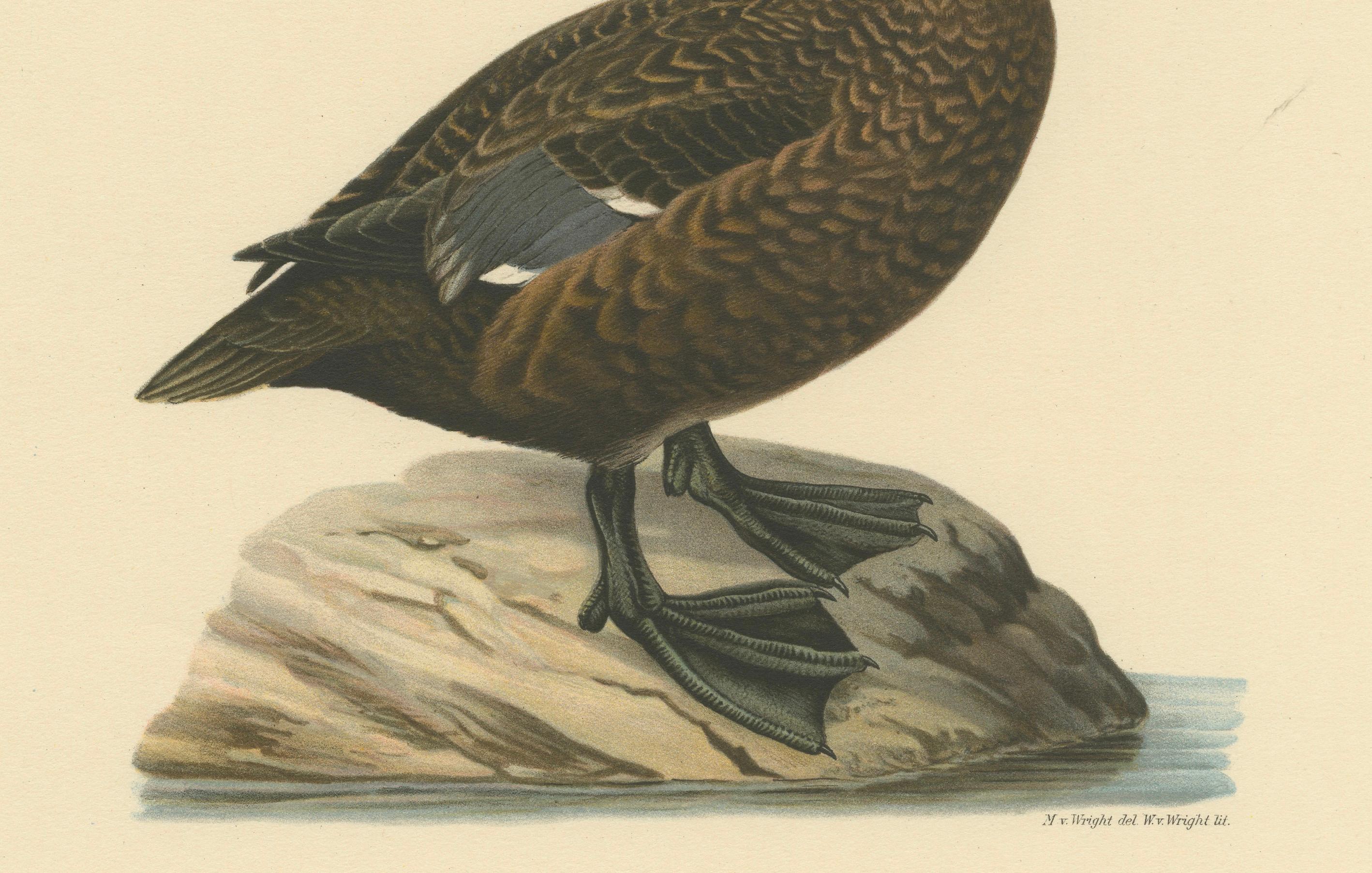 Paper Quiet Sentinel: Original Vintage Bird Print of The Female Steller's Eider, 1929 For Sale
