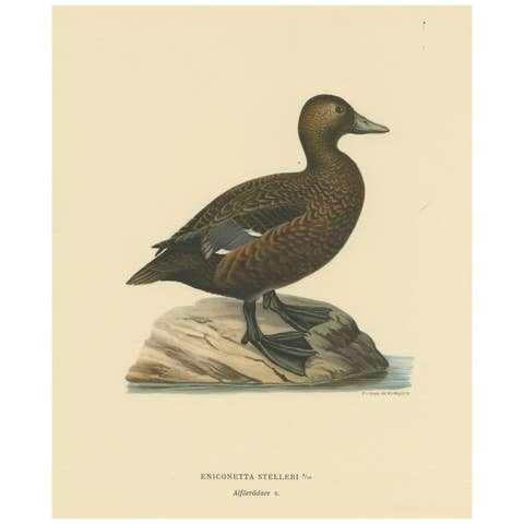 Quiet Sentinel: Original Vintage Bird Print of The Female Steller's Eider, 1929