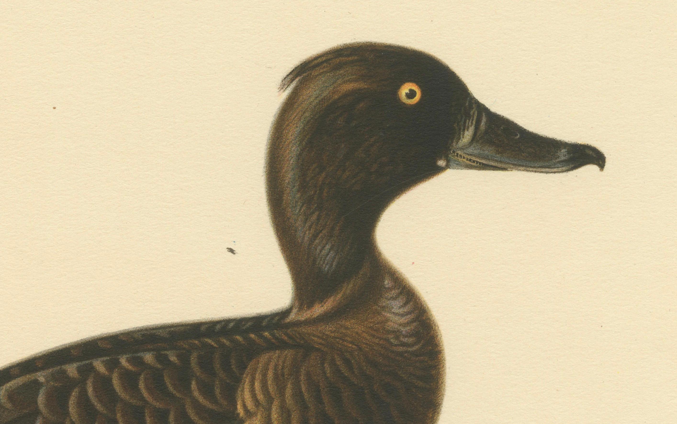 This antique print, titled 'Nyroca Fuligula', depicts a female tufted duck in delicate detail, highlighting the bird's characteristic brown plumage and distinctive yellow eye. The tufted duck is a medium-sized diving duck with a wide geographical