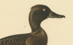 Quietude by the Shore: Female Tufted Duck by Magnus von Wright, 1929