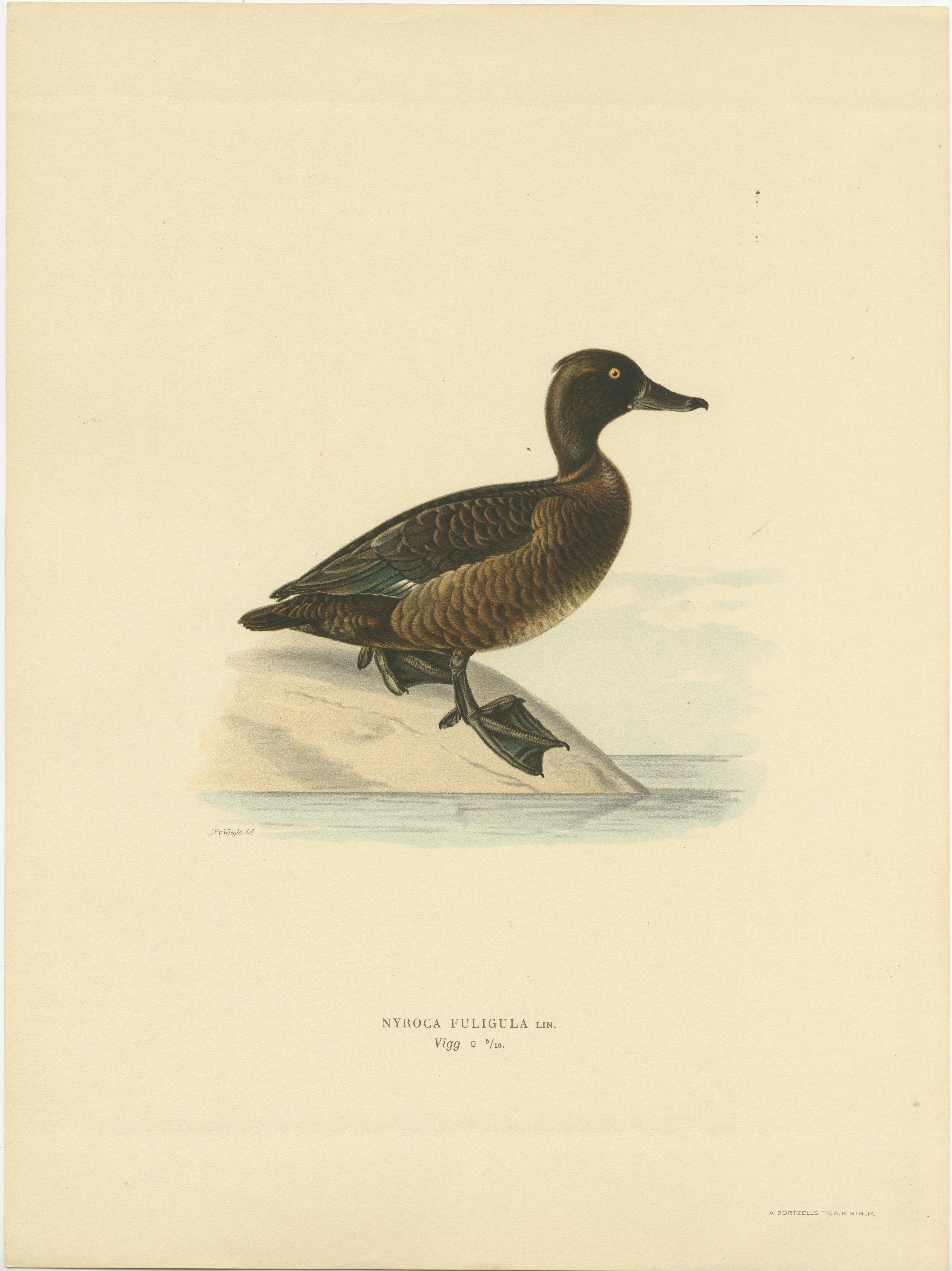 Quietude by the Shore: Female Tufted Duck by Magnus von Wright, 1929 In Good Condition For Sale In Langweer, NL