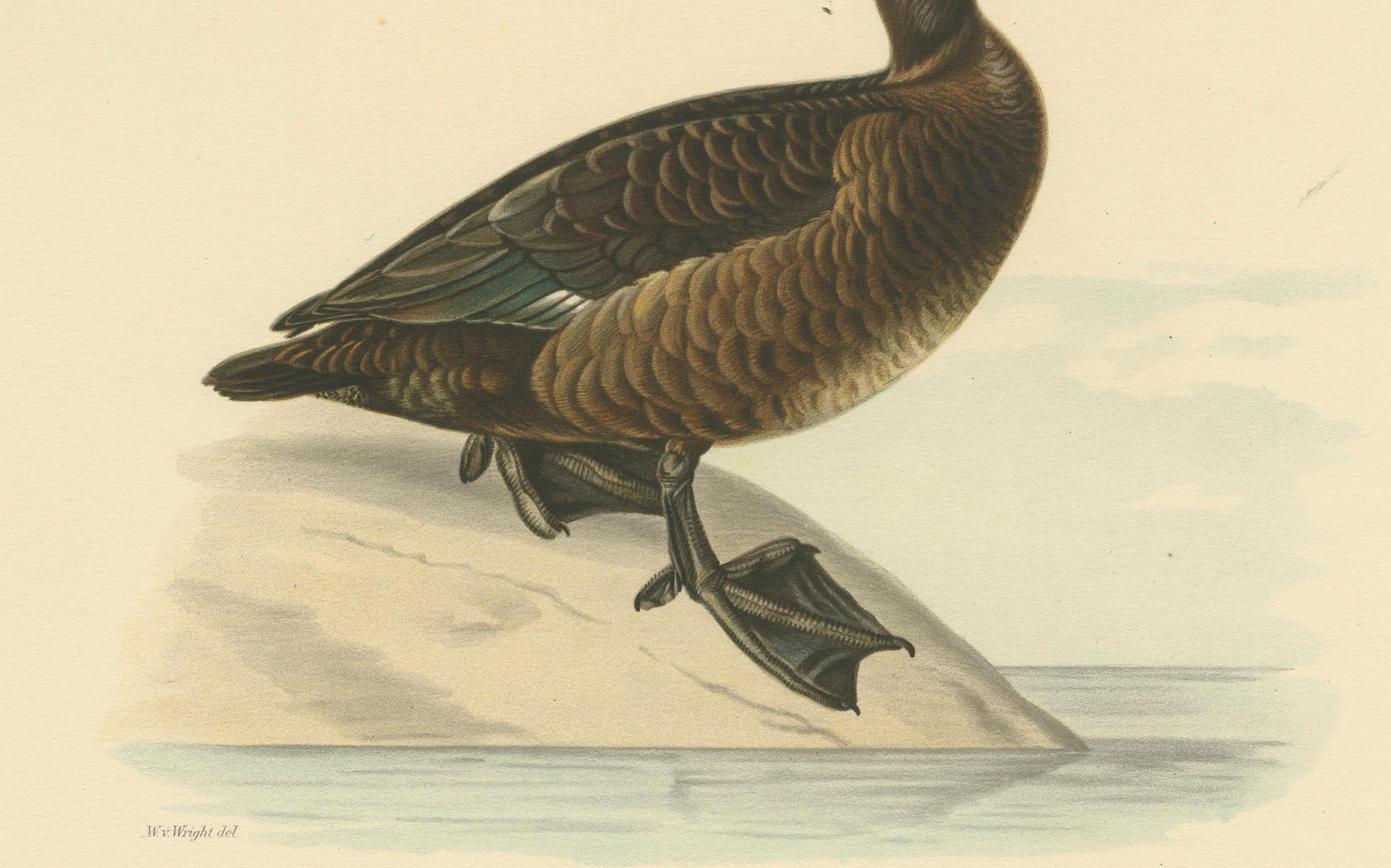 20th Century Quietude by the Shore: Female Tufted Duck by Magnus von Wright, 1929 For Sale