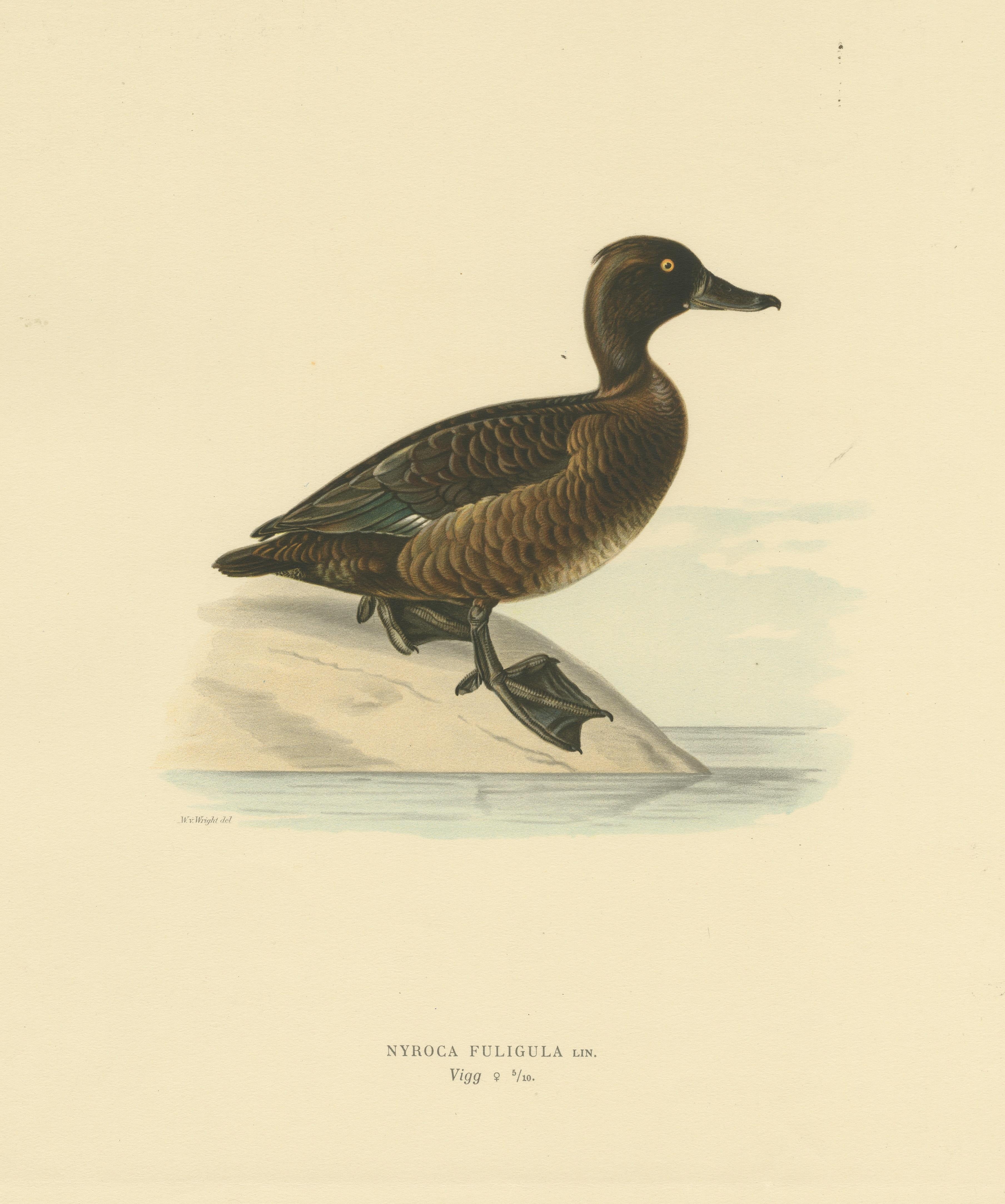Paper Quietude by the Shore: Female Tufted Duck by Magnus von Wright, 1929 For Sale