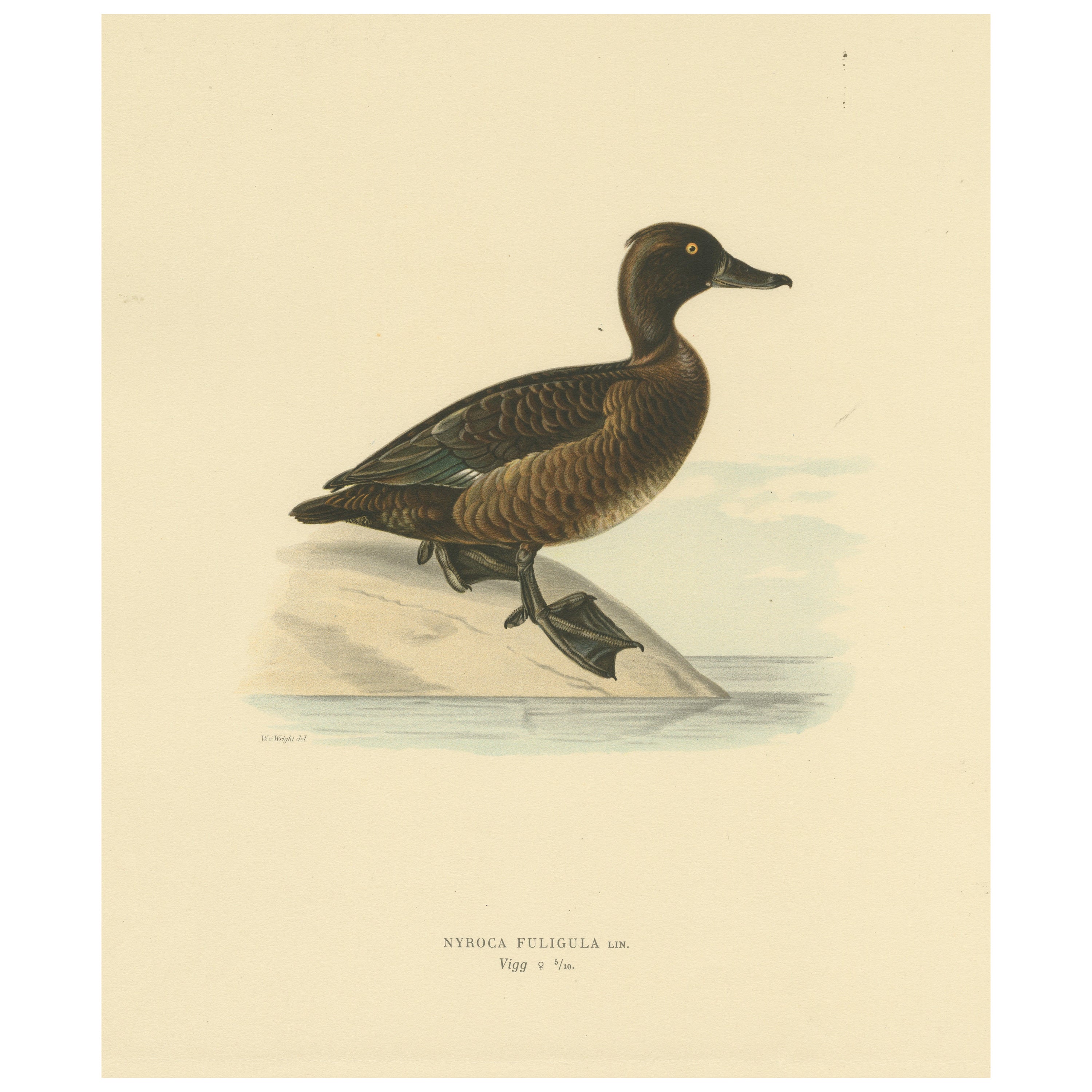 Quietud en la orilla: Pato moñudo hembra por Magnus von Wright, 1929