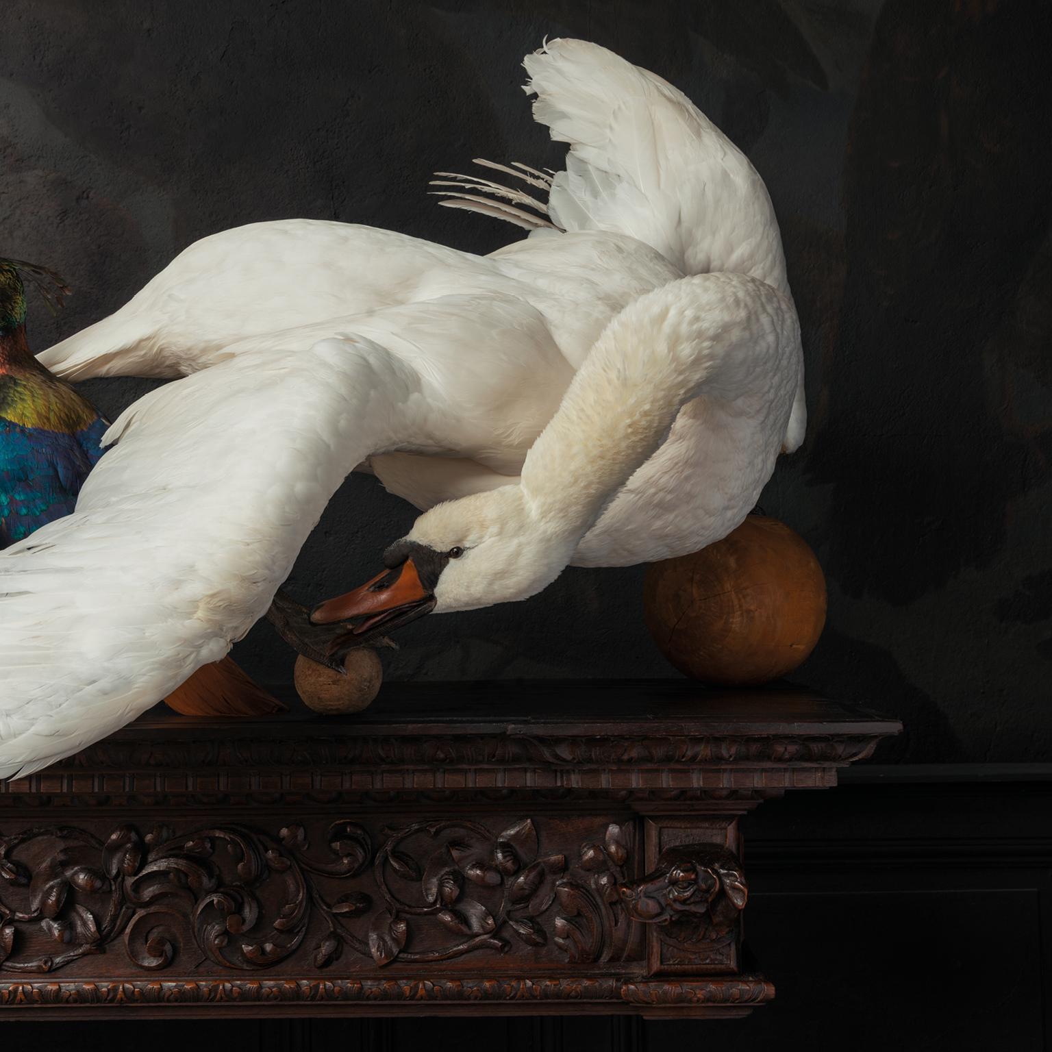'Quoting Charles Darwin I' a Fine Taxidermy Tableaux by Sinke & Van Tongeren For Sale 3