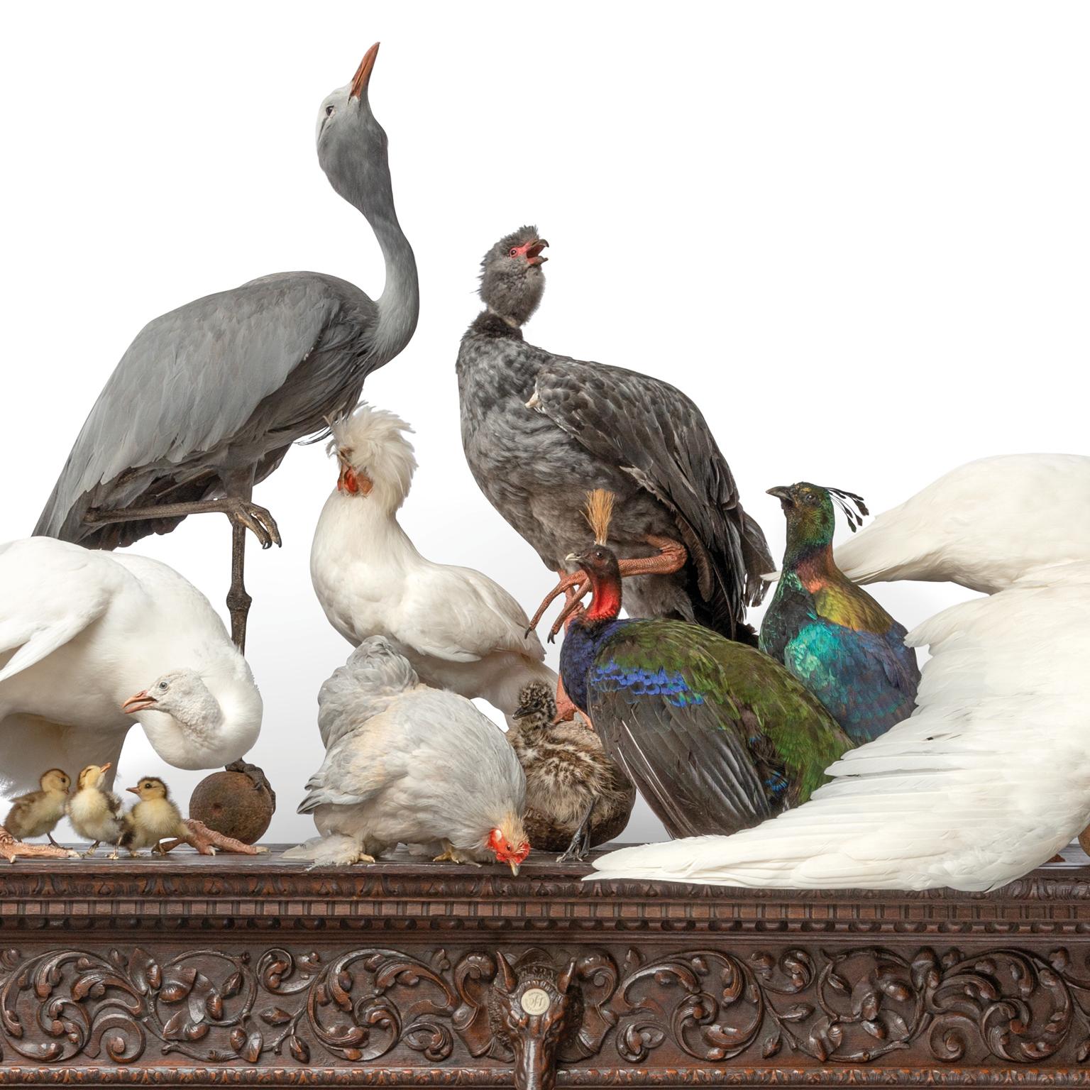 'Quoting Charles Darwin I' a Fine Taxidermy Tableaux by Sinke & Van Tongeren For Sale 5