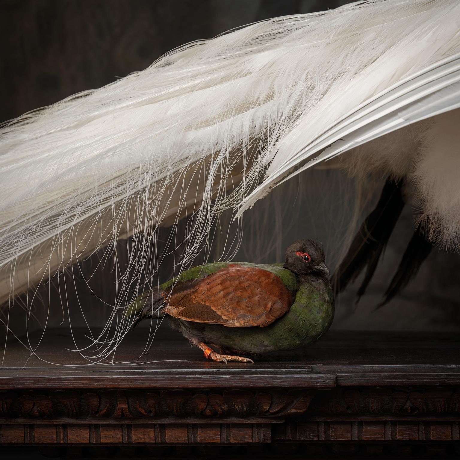 Contemporary 'Quoting Charles Darwin I' a Fine Taxidermy Tableaux by Sinke & Van Tongeren For Sale