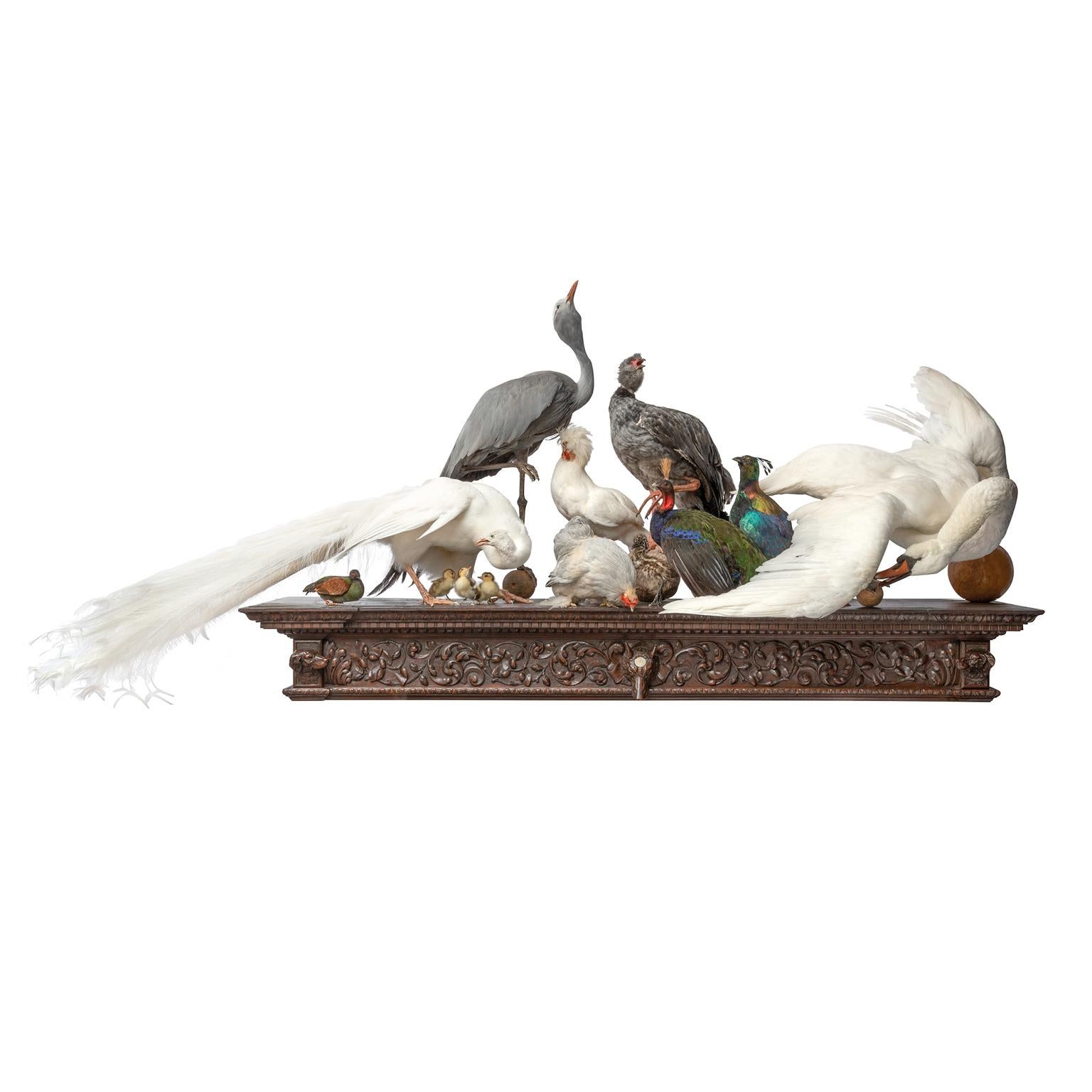 'Quoting Charles Darwin I' a Fine Taxidermy Tableaux by Sinke & Van Tongeren For Sale