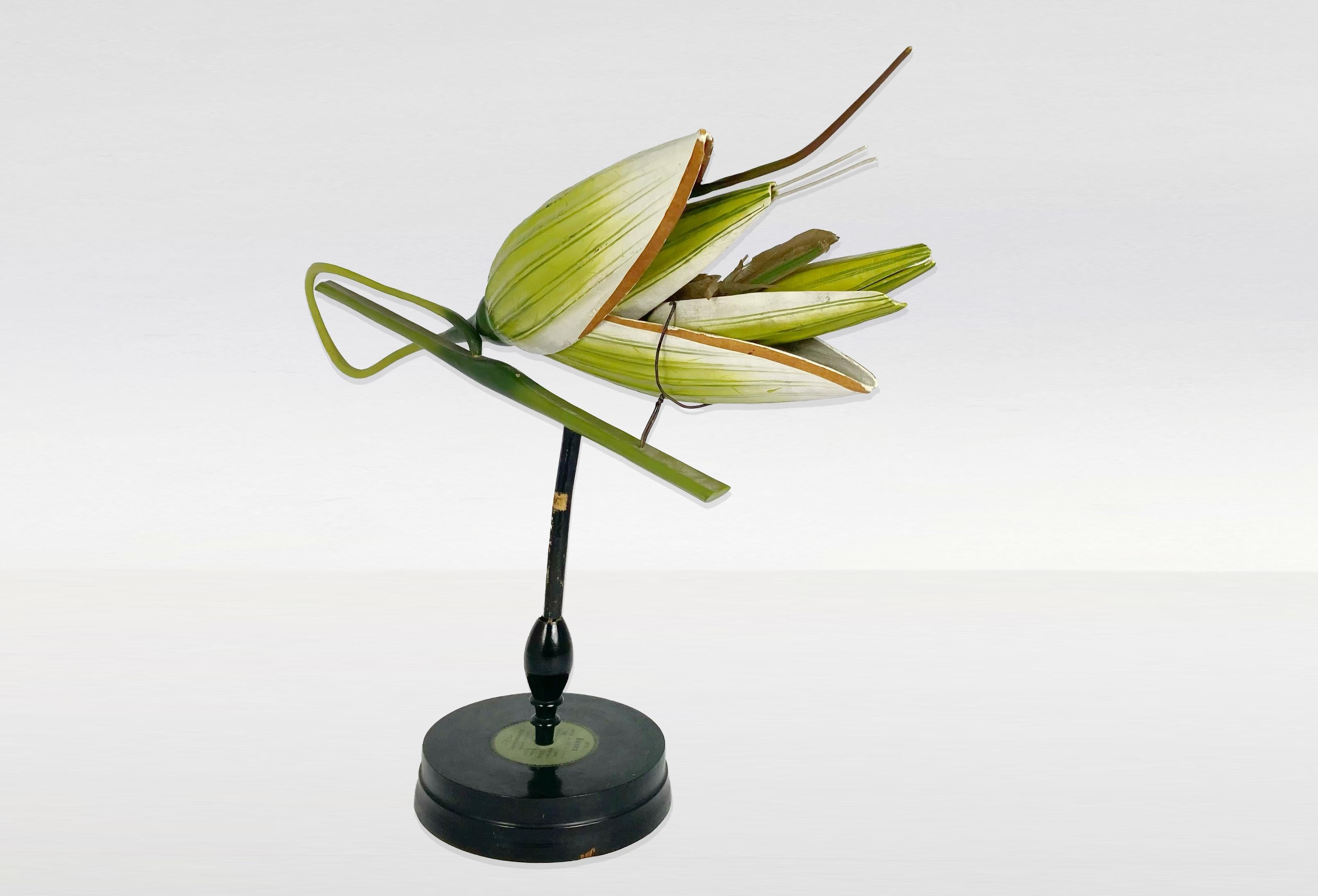 A rare enlarged model of oat's inflorescence. These botanical models were uses end of XIXe / beginning of Xxe for teaching purpose.
Made of Papier mache, wood. Handpainted
Elements of this model are enlarged 30 times
Référence : #15 in 1914 Brendel