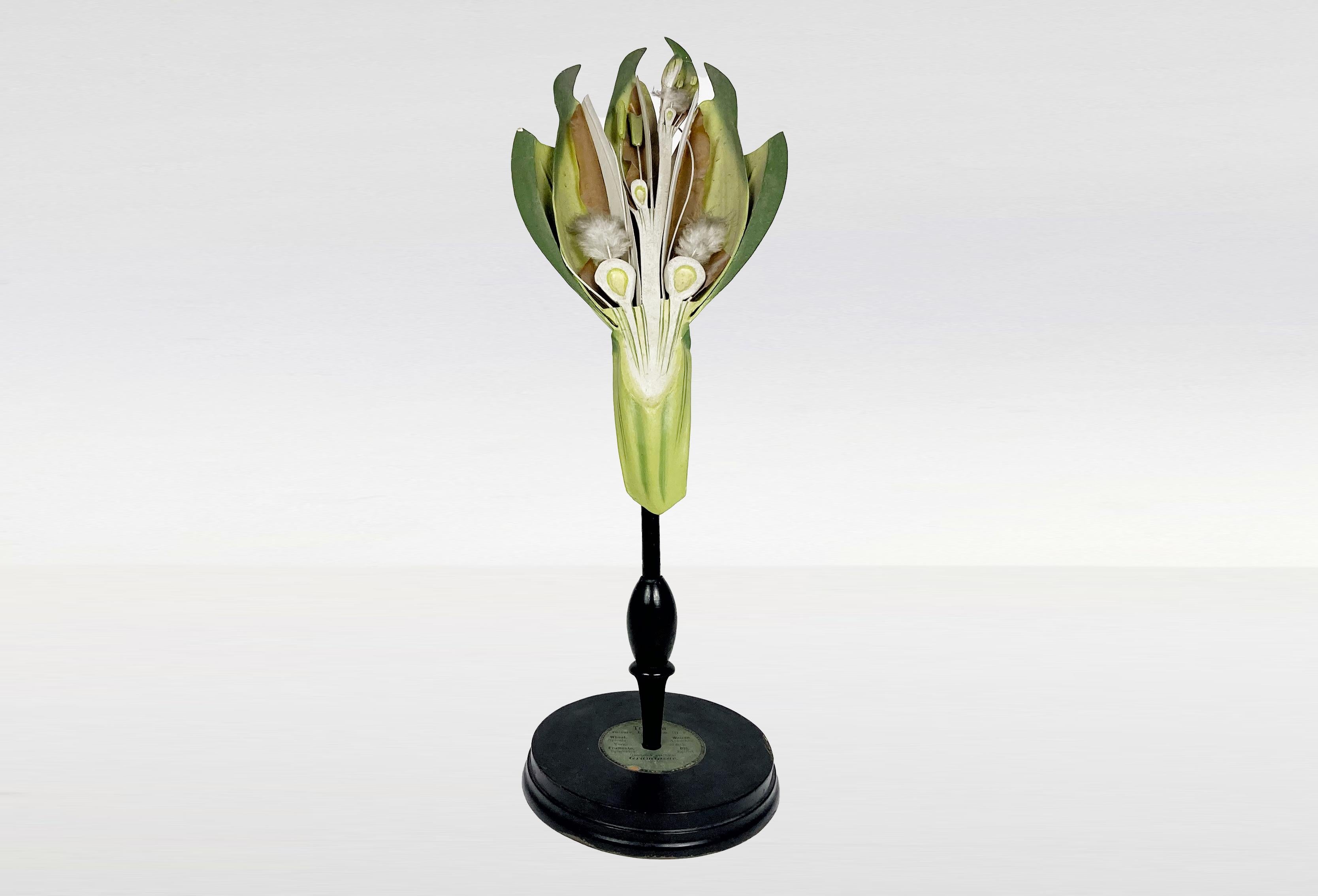 Enlarged model of a wheat flower (Triticum vulgar) uses for teaching at the end of XIXe century, beginning of XXe. Made of papier mâche, wood, celluloid. Hanpainted. 
Référence: Published in the 1914 Brendel catalog on page 25 under the #11

ROBERT