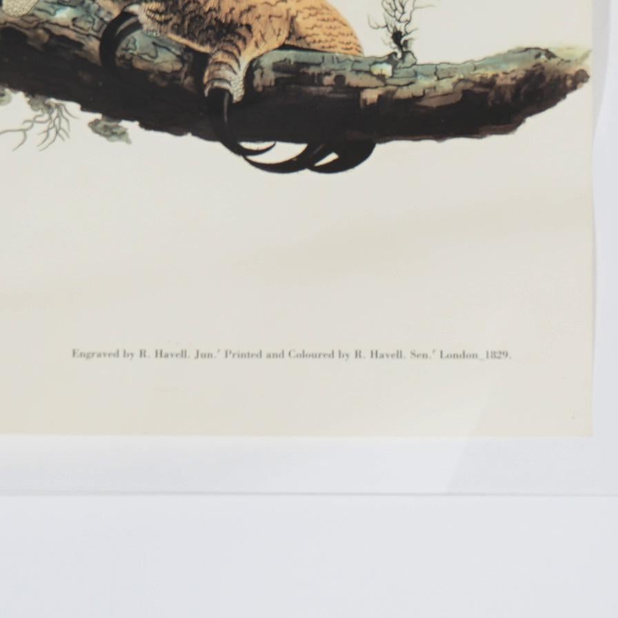 R. Havell Double Elephant Folio Audubon Print of Great Horned Owls C1999 For Sale 5