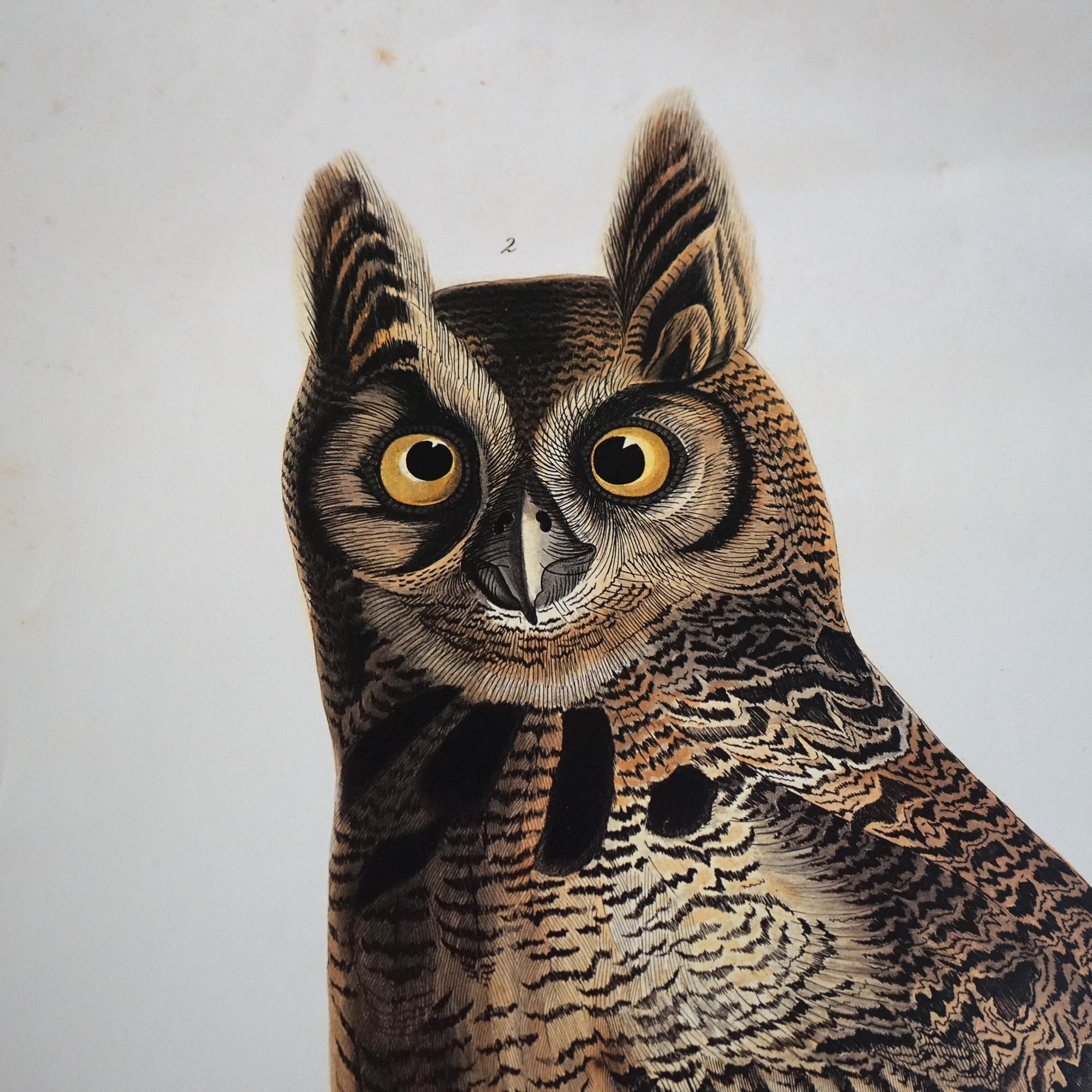 R. Havell Double Elephant Folio Audubon Print of Great Horned Owls C1999

Measures- 35''H x 23''W x .25''D