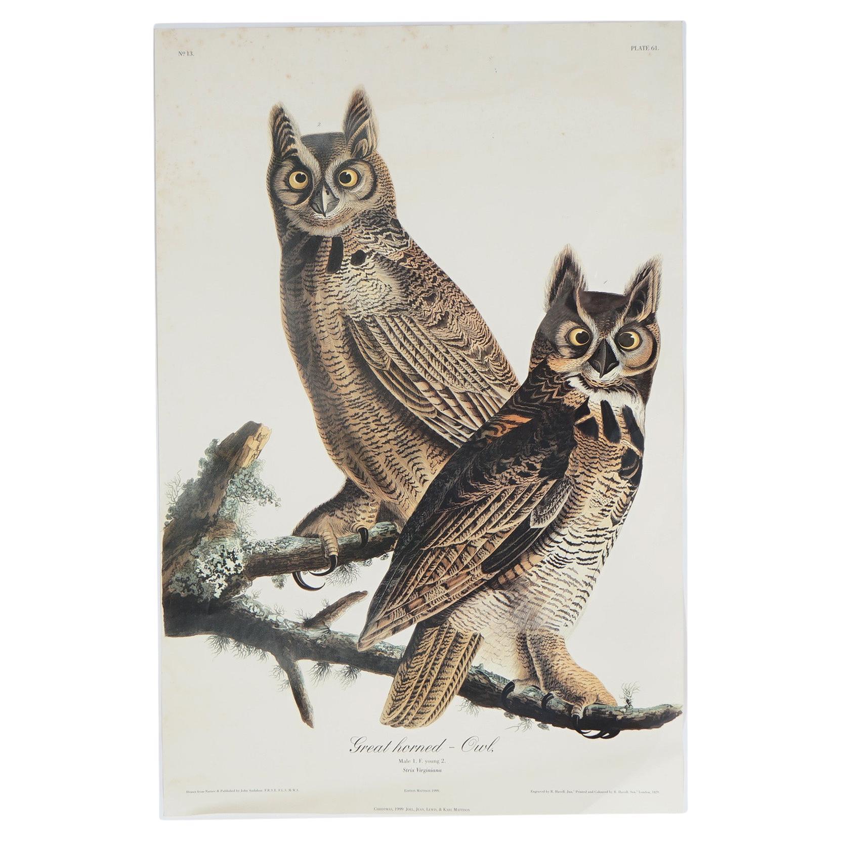 R. Havell Double Elephant Folio Audubon Print of Great Horned Owls C1999