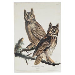 Antique R. Havell Double Elephant Folio Audubon Print of Great Horned Owls C1999