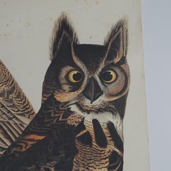R. Havell Elephant Sized Audubon Print of Great Horned Owls C1999